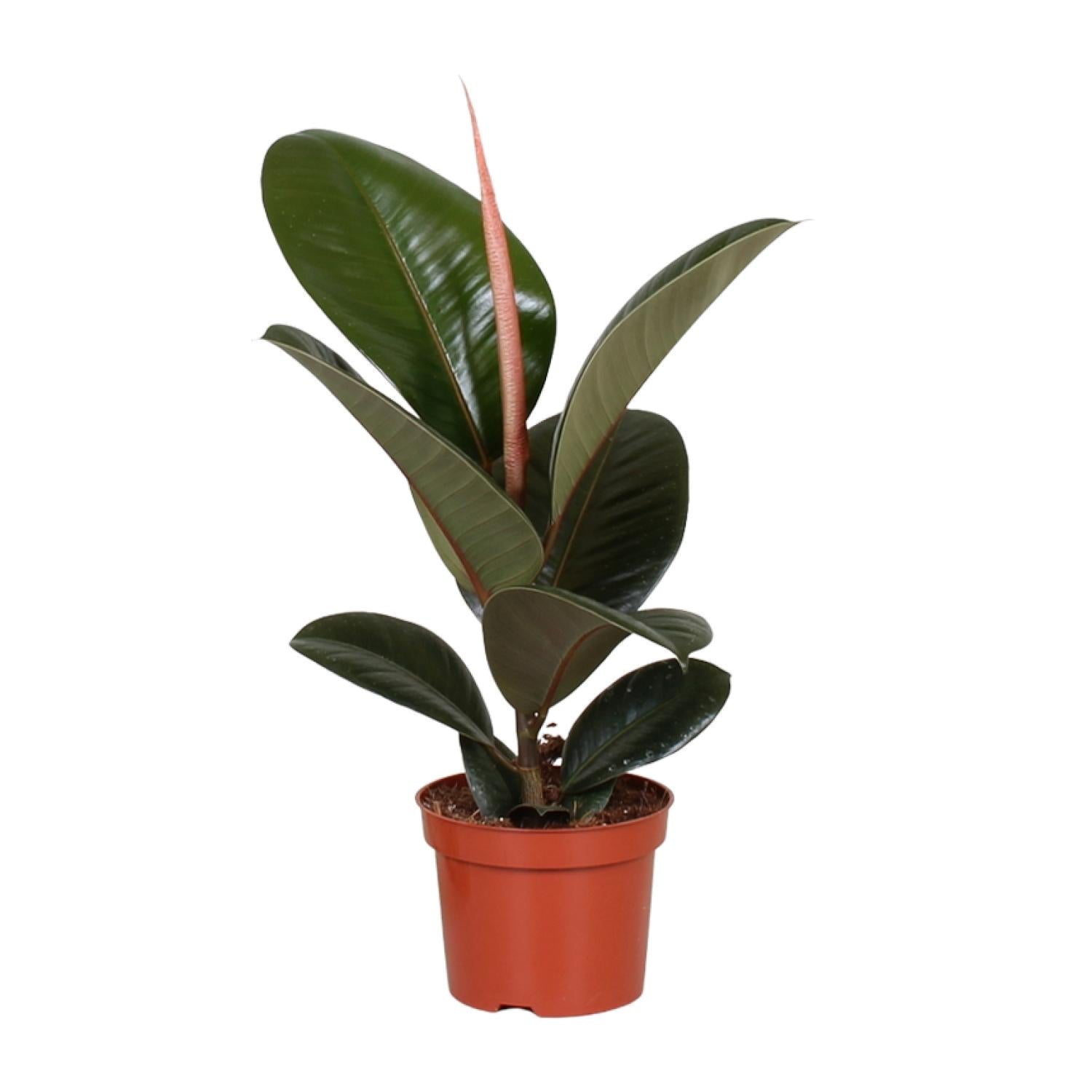 Zimmerpflanze Gummibaum Ficus Elastica Robusta im Topf