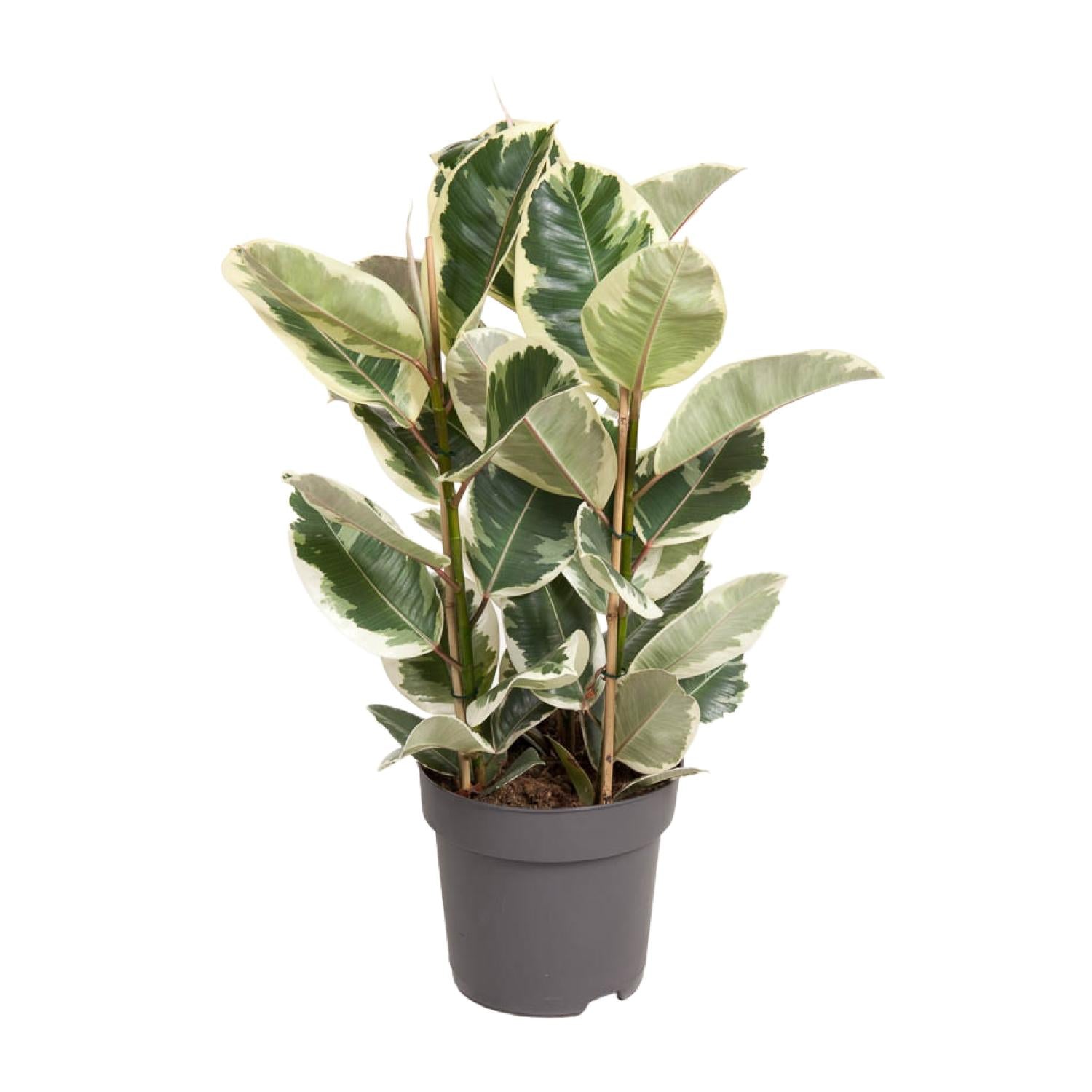 schöne Pflanze Gummibaum Ficus Elastica Tineke im Topf