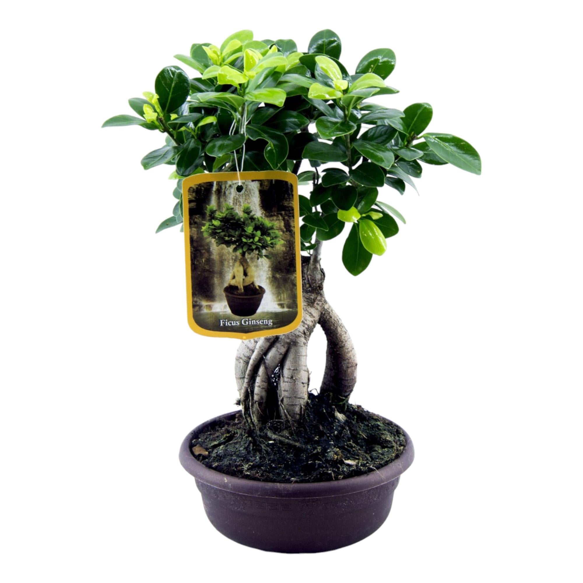 Zimmerpflanze Chinesische Feige Ficus Microcarpa Ginseng im Topf