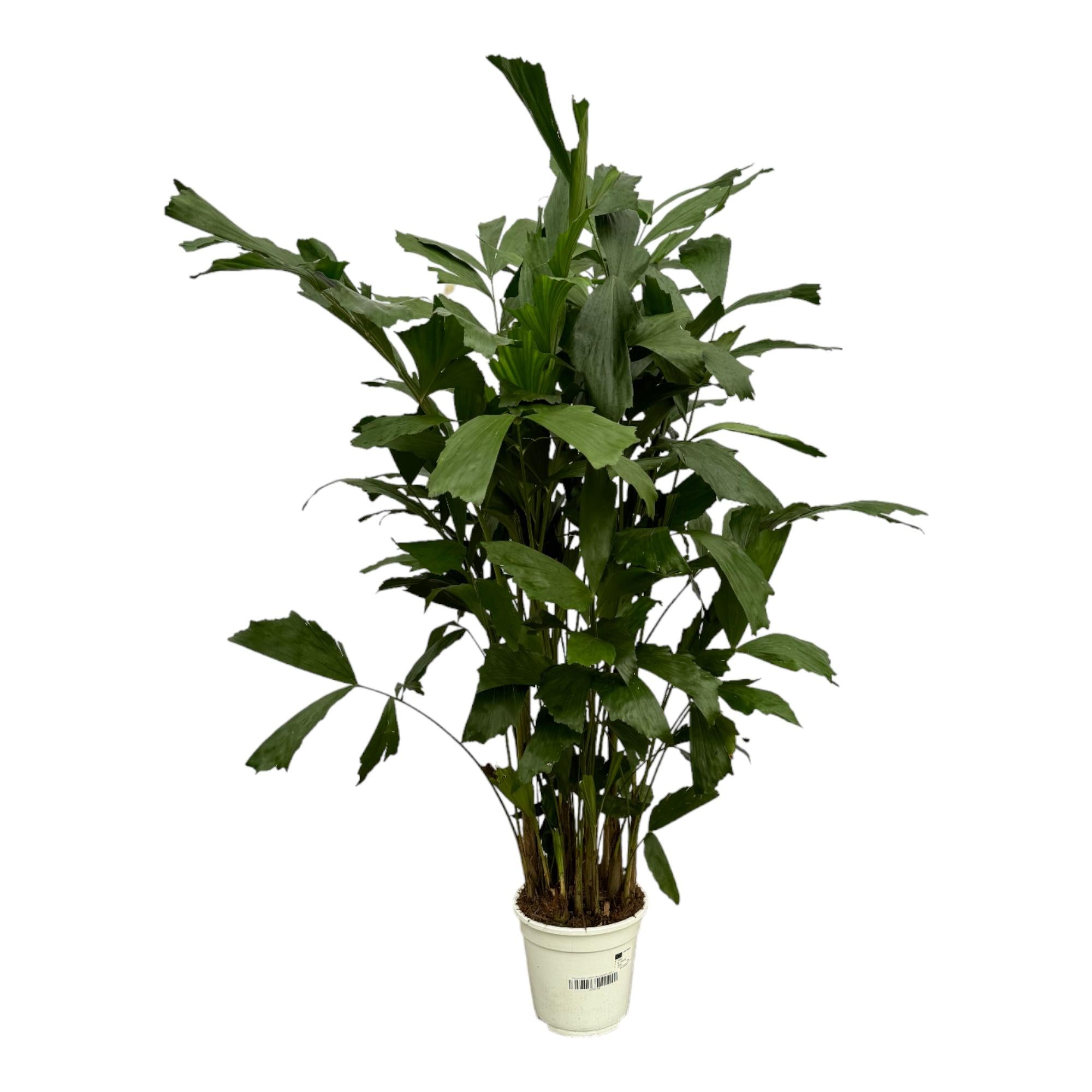 Zimmerpflanze Fischschwanzpalme Caryota Mitis im Topf