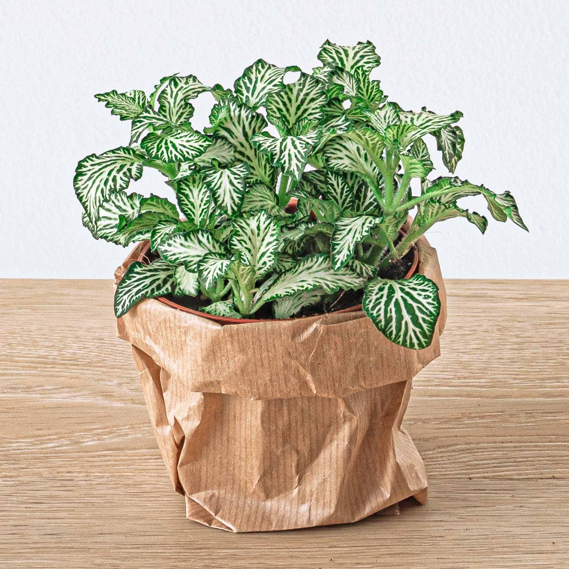 Zimmerpflanze Mosaikpflanze Fittonia Weiß im Topf