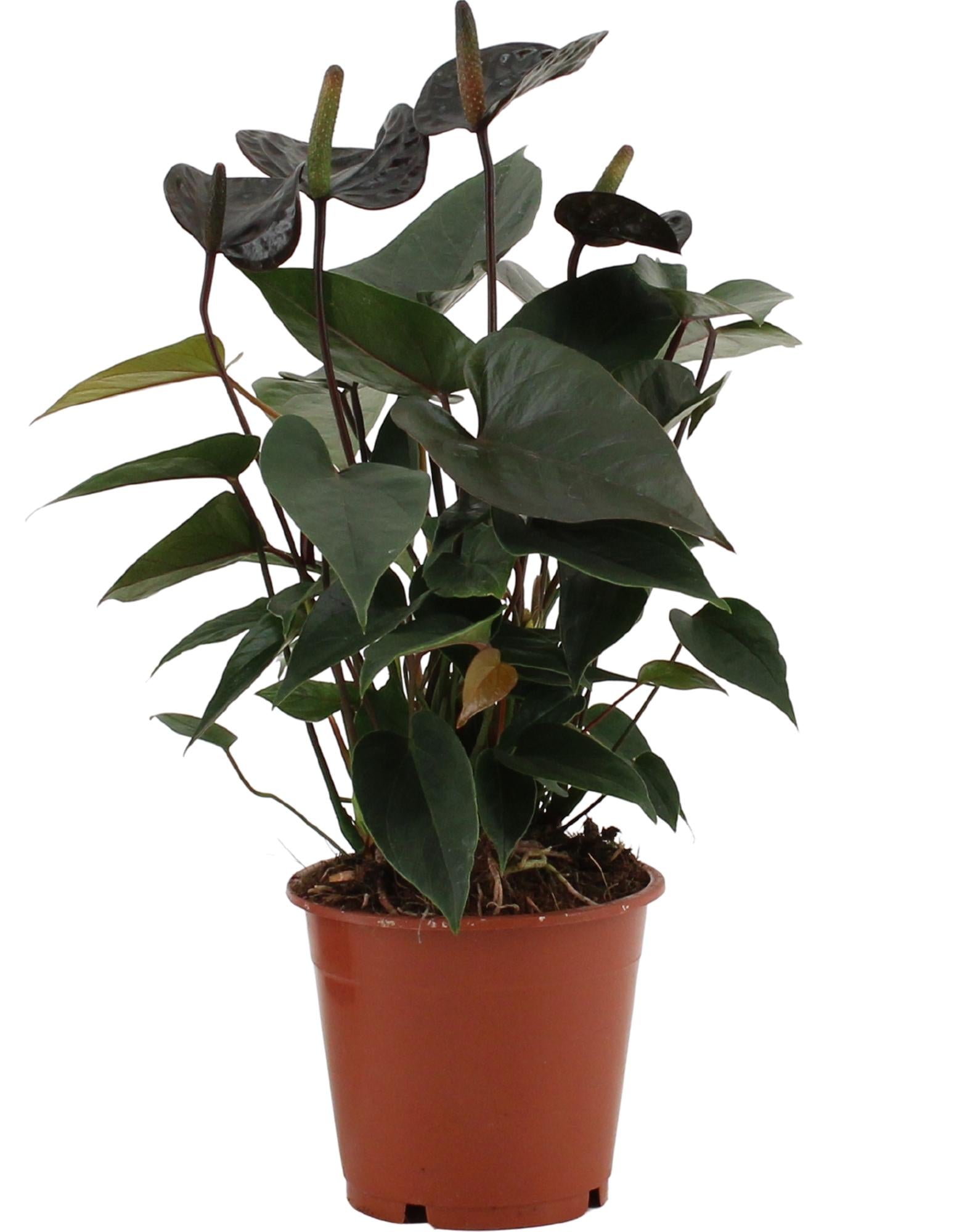 Zimmerpflanze Flamingoblume Anthurium Black Love im Topf