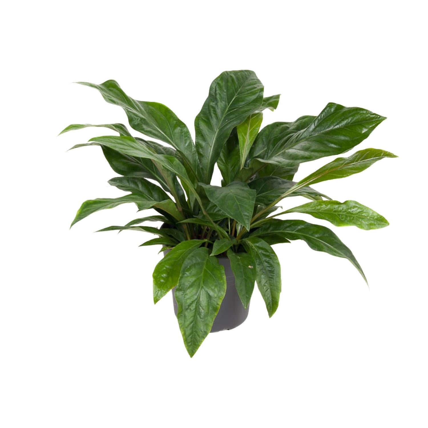 grüne Pflanze Flamingoblume Anthurium Jungle Bush im Topf