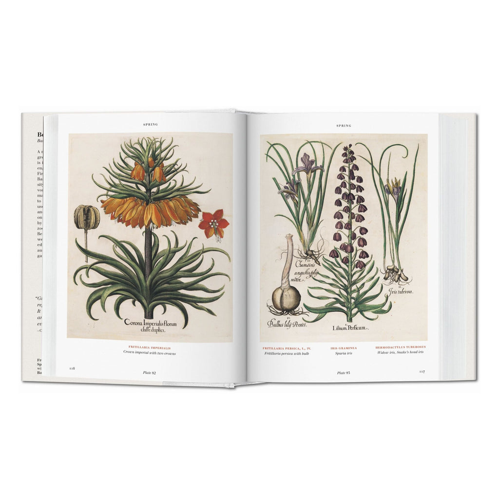 blick ins buch florilegium