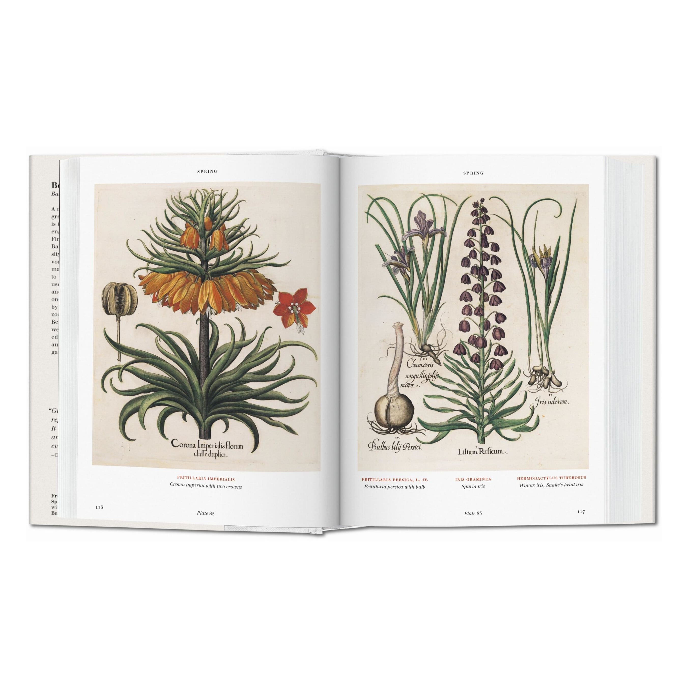 blick ins buch florilegium