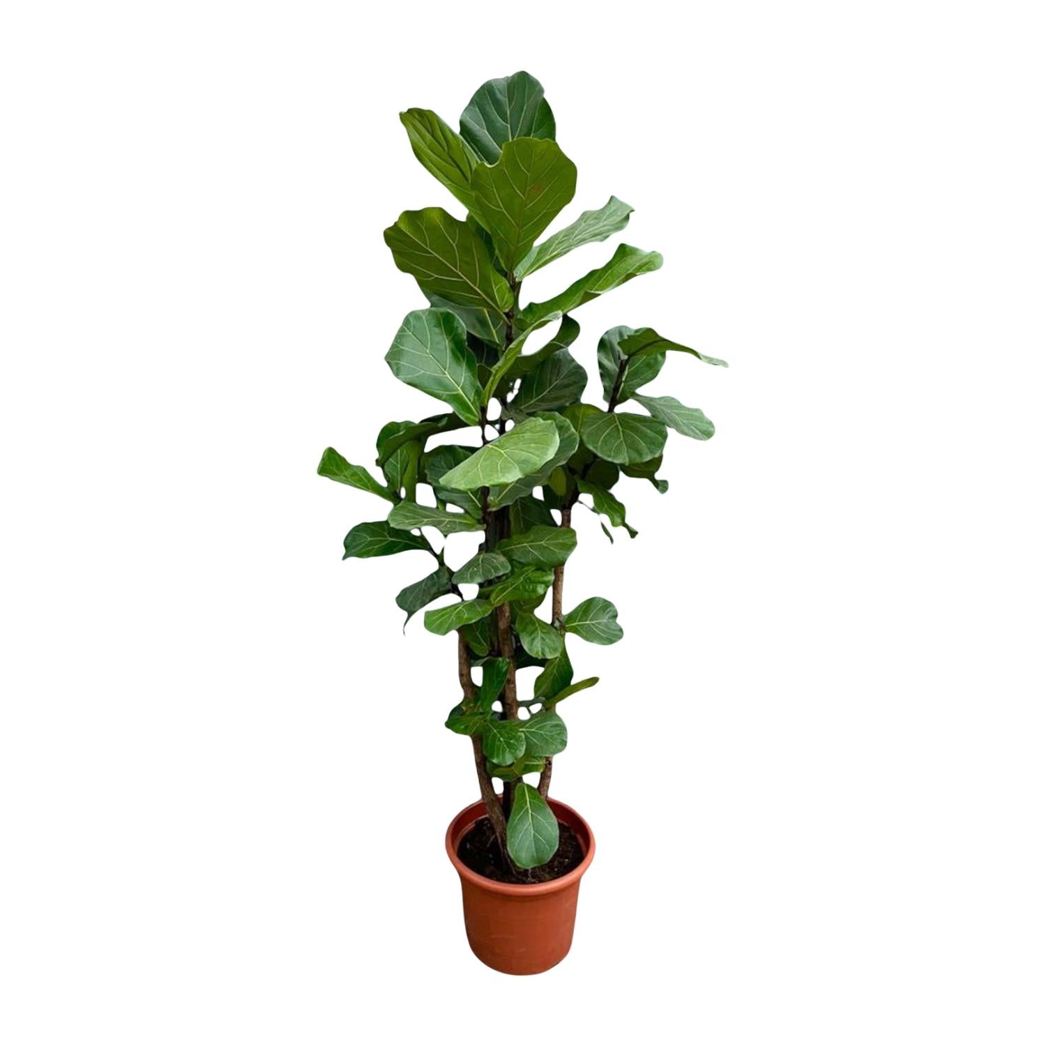  hoch gewachsene Zimmerpflanze Geigenfeige Ficus Lyrata verzweigt im Topf