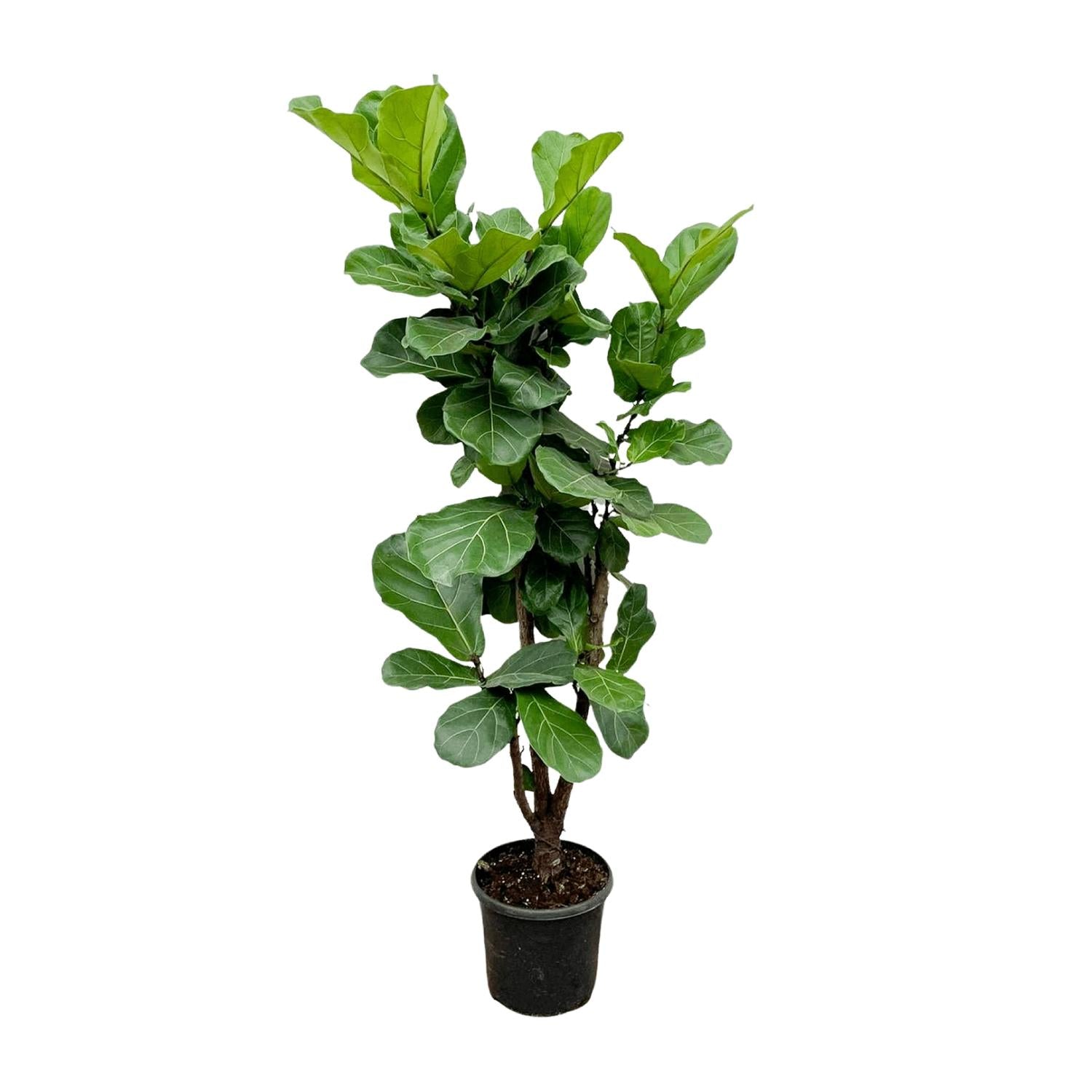 Zimmerpflanze Geigenfeige Ficus Lyrata verzweigt im Topf