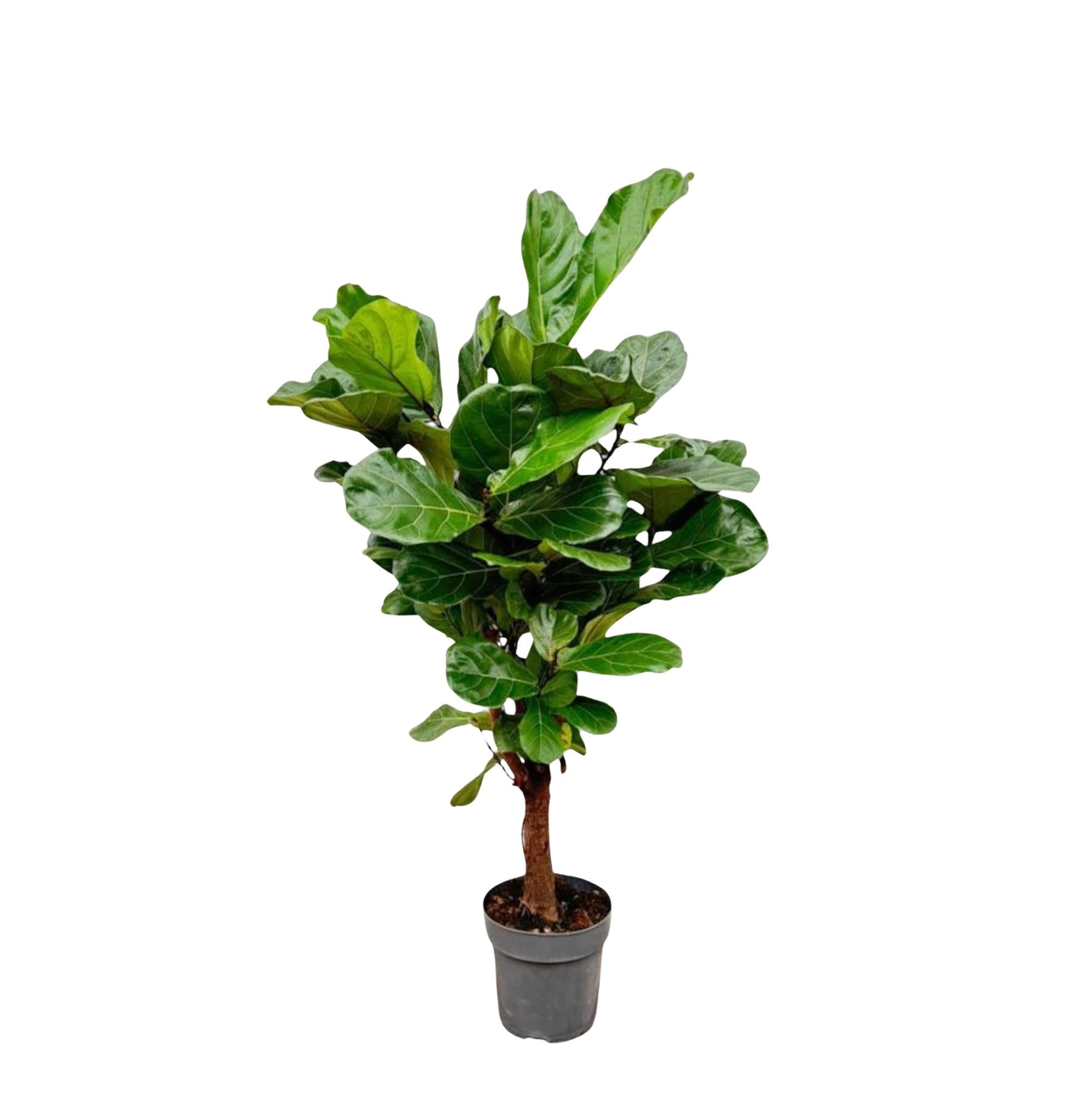 Zimmerpflanze Geigenfeige Ficus Lyrata verzweigt im Topf