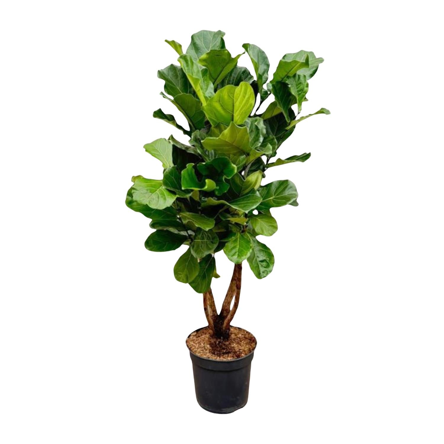 buschige Zimmerpflanze Geigenfeige Ficus Lyrata verzweigt im Topf