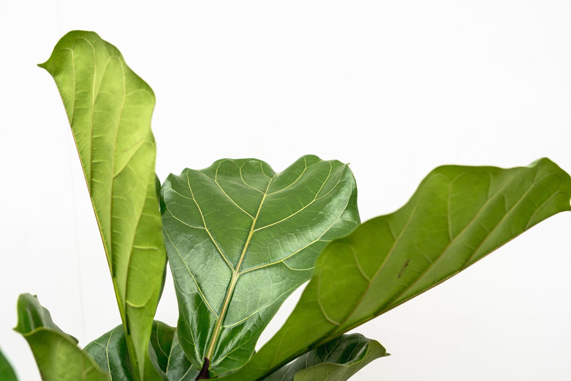 Nahaufnahme der Blätter der Zimmerpflanze Geigenfeige Ficus Lyrata verzweigt 