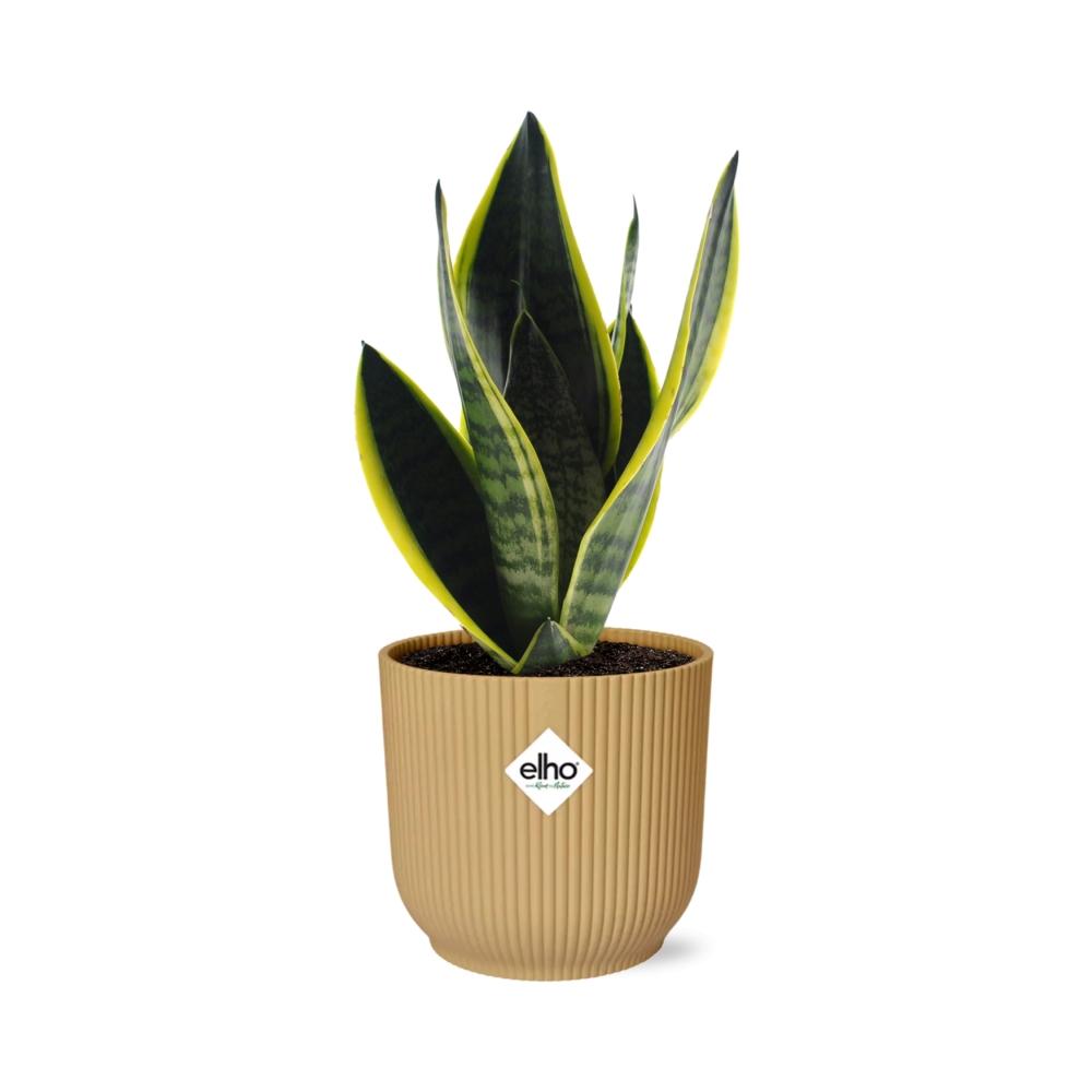 bunte Zimmerpflanze Bogenhanf Sansevieria Futura Superba  im gelbem Elho Topf