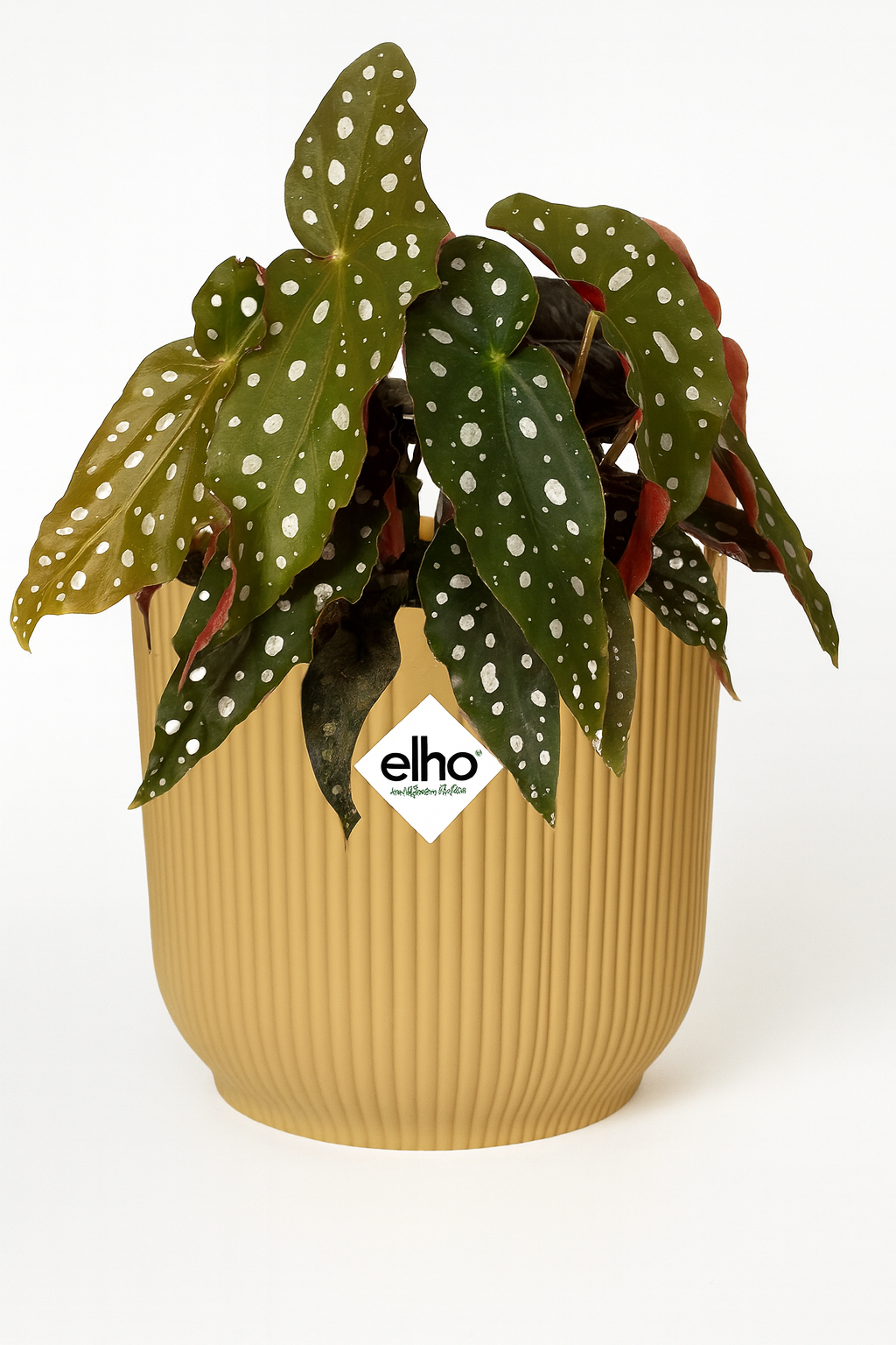 gefleckte Zimmerpflanze Forellenbegonie Begonia Maculata im gelbem Elho Topf