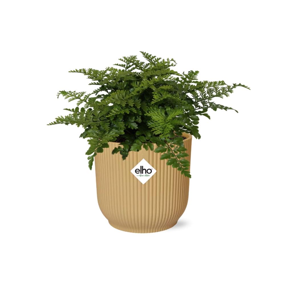grüne Zimmerpflanze Nestfarn Asplenium Parvati im gelbem elho Topf