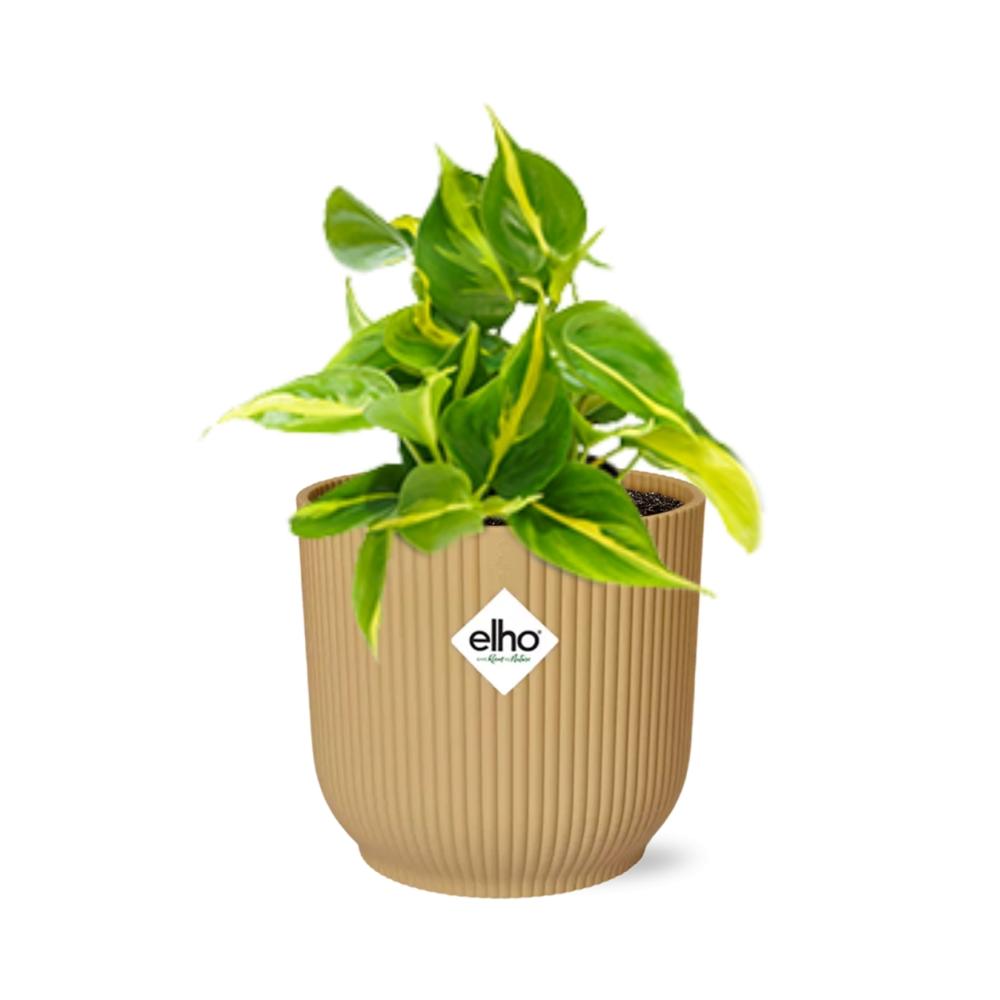 bunte Zimmerpflanze Philodendron Scandens ‘Brasil’ im gelbem Elho Topf
