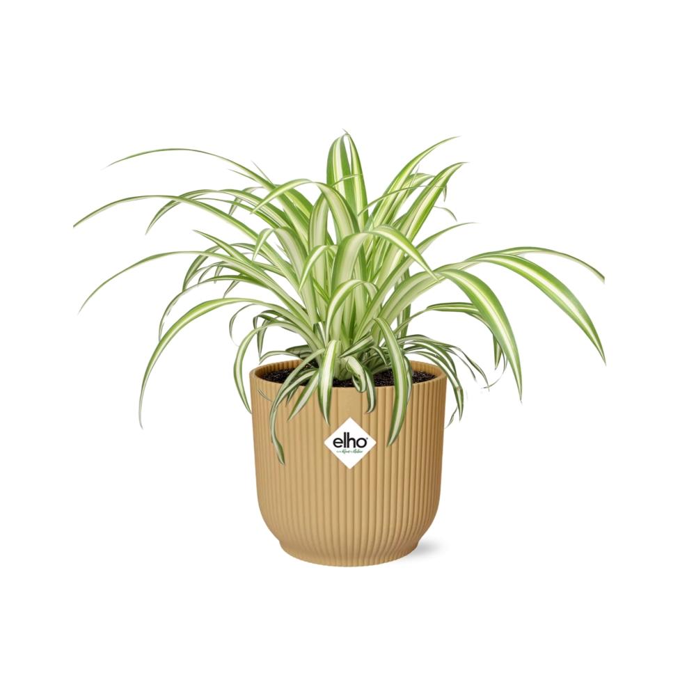 Zimmerpflanze Grünlilie Chlorophytum Comosum Variegatum im gelbem Elho Topf