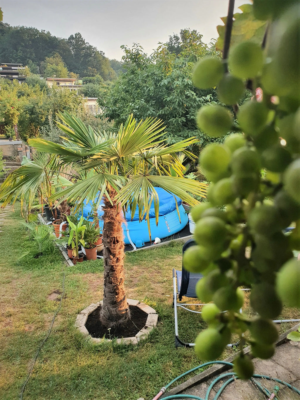 riesige Gartenpflanze Trachycarpus