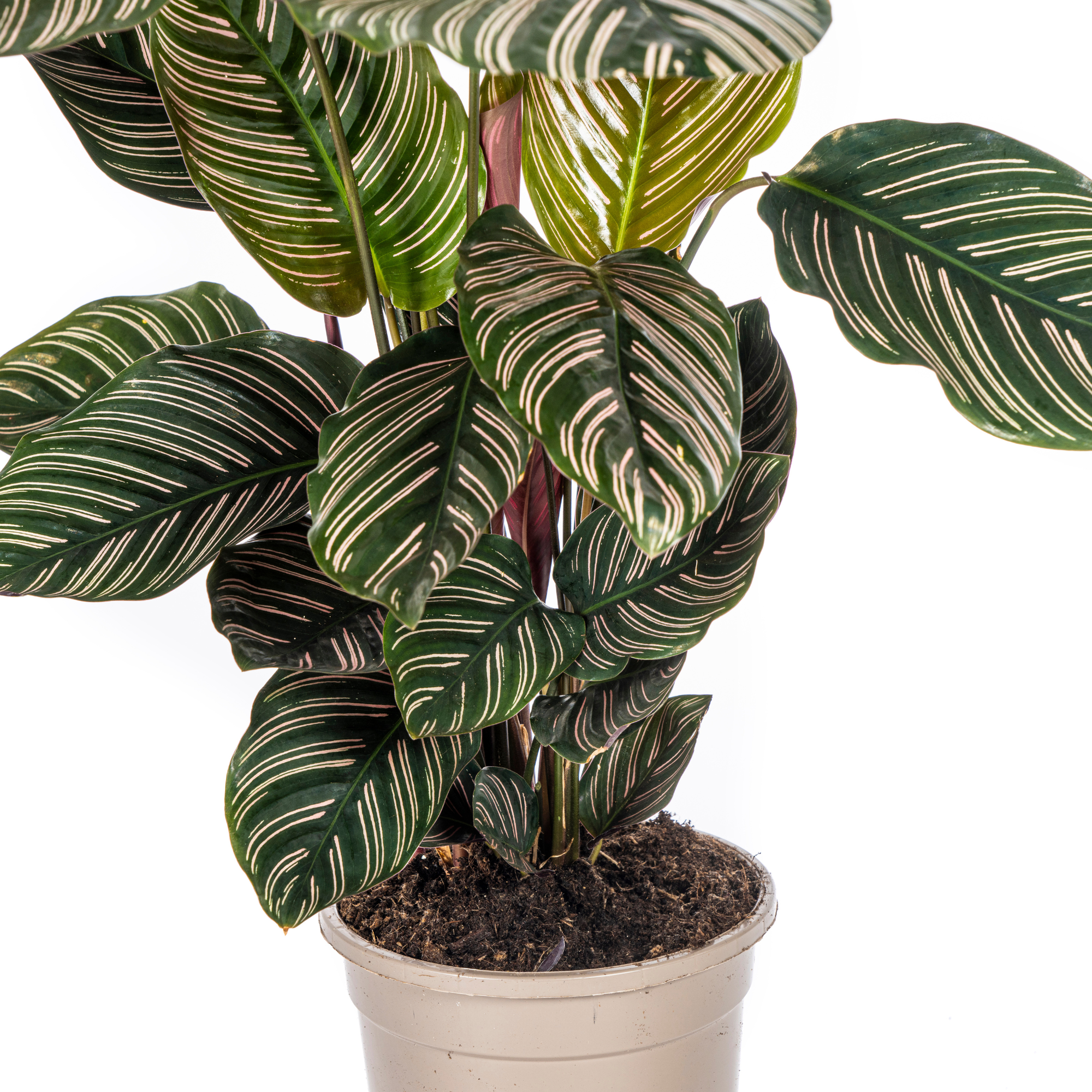 Blätter der bunten Zimmerpflanze Gestreifte Korbmarante Calathea Ornata Sanderiana  im Topf