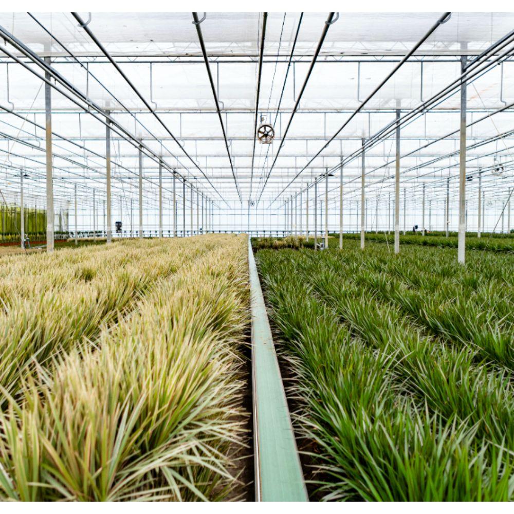 Gewächshaus mit vielen Drachenbaum Dracaena Marginata zur Zucht