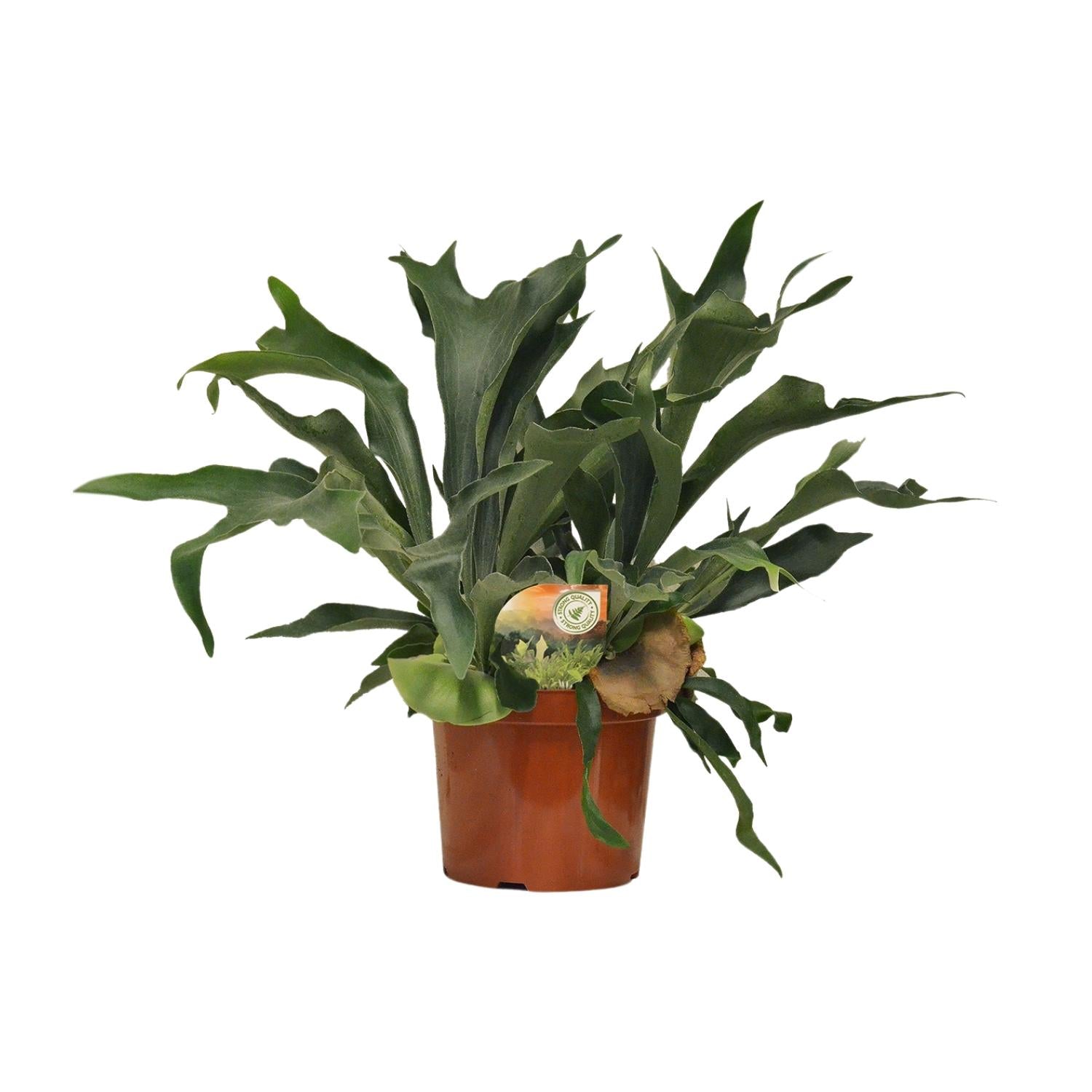 Topfpflanze Geweihfarn Platycerium Bifurcatum