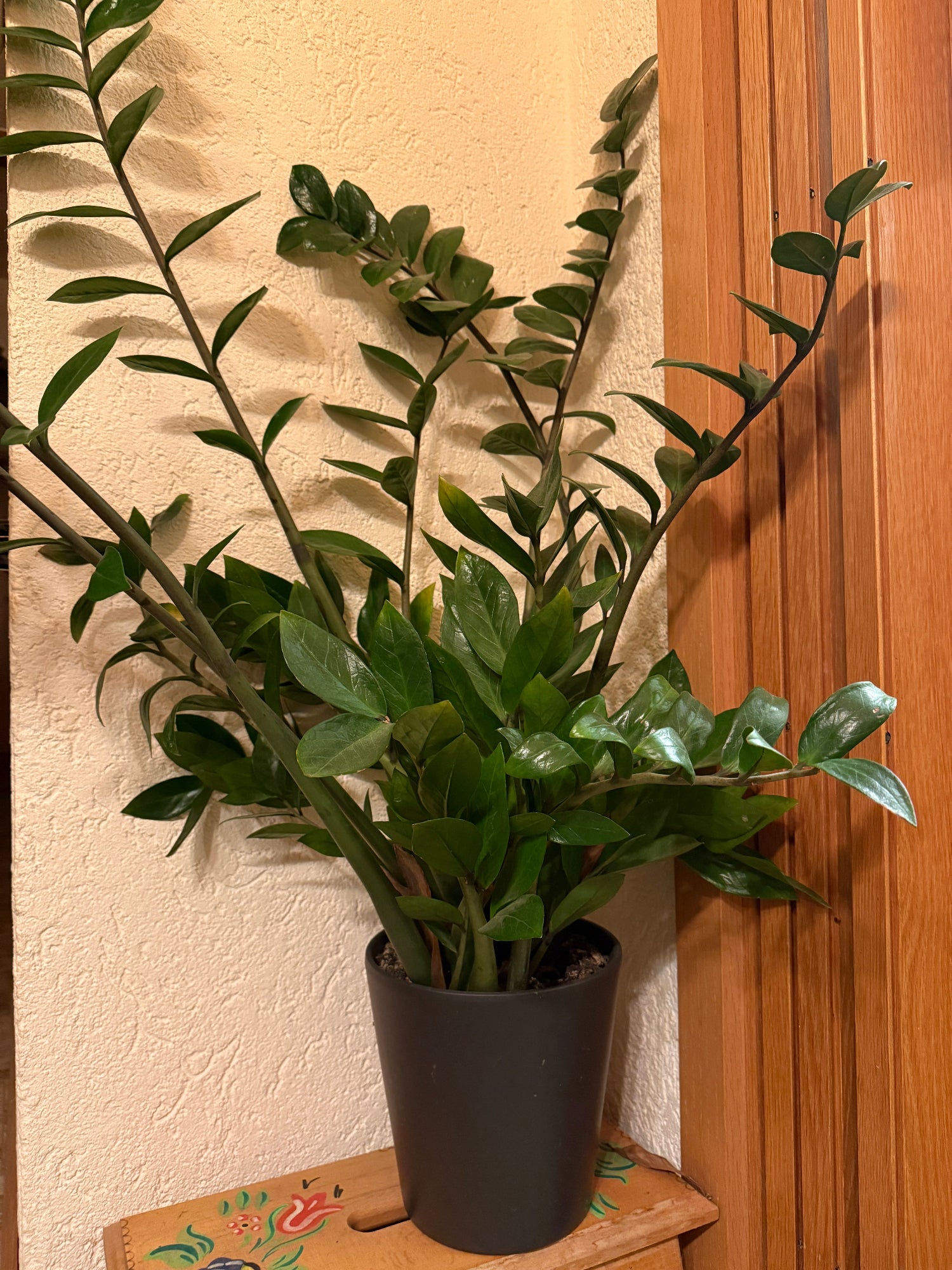 Zimmerpflanze Glücksfeder Zamioculcas auf einem Tritt