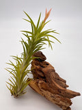 Tillandsia araujei mit schöner goldenen Blüte