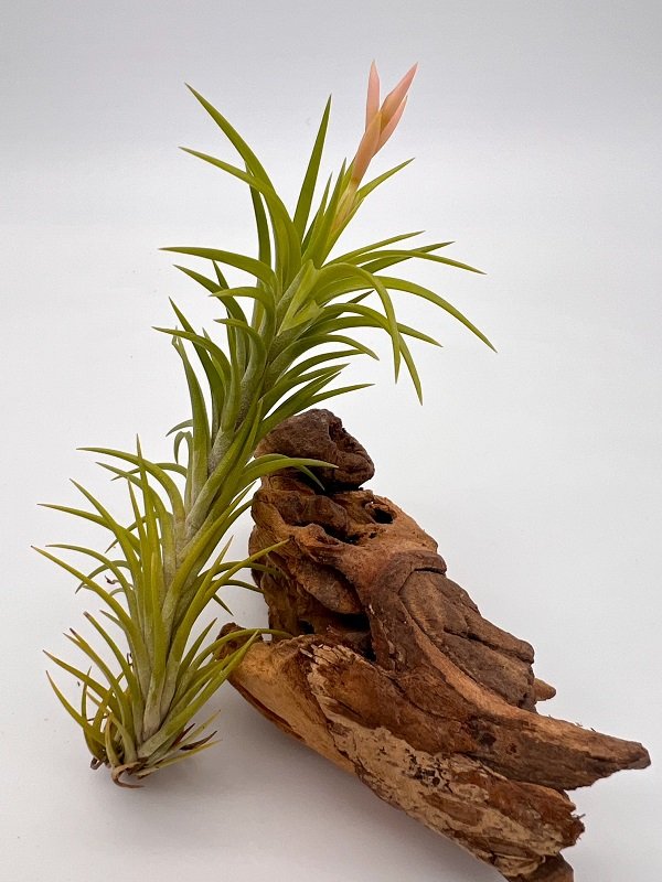 Tillandsia araujei mit schöner goldenen Blüte