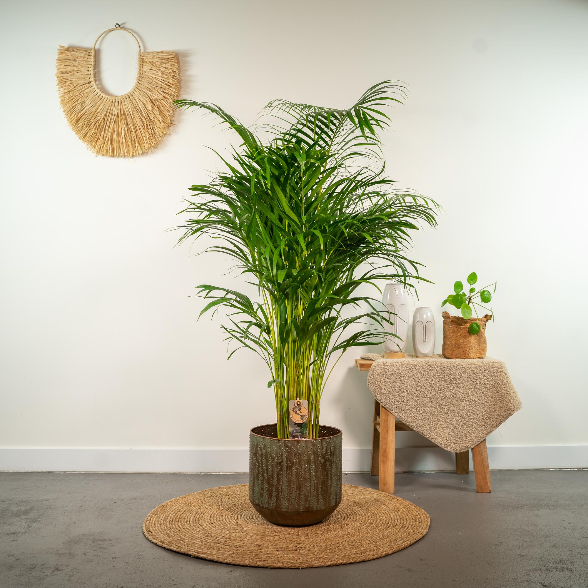 grüne Zimmerpflanze Goldfruchtpalme Areca (Dypsis Lutescens) neben einem Tisch