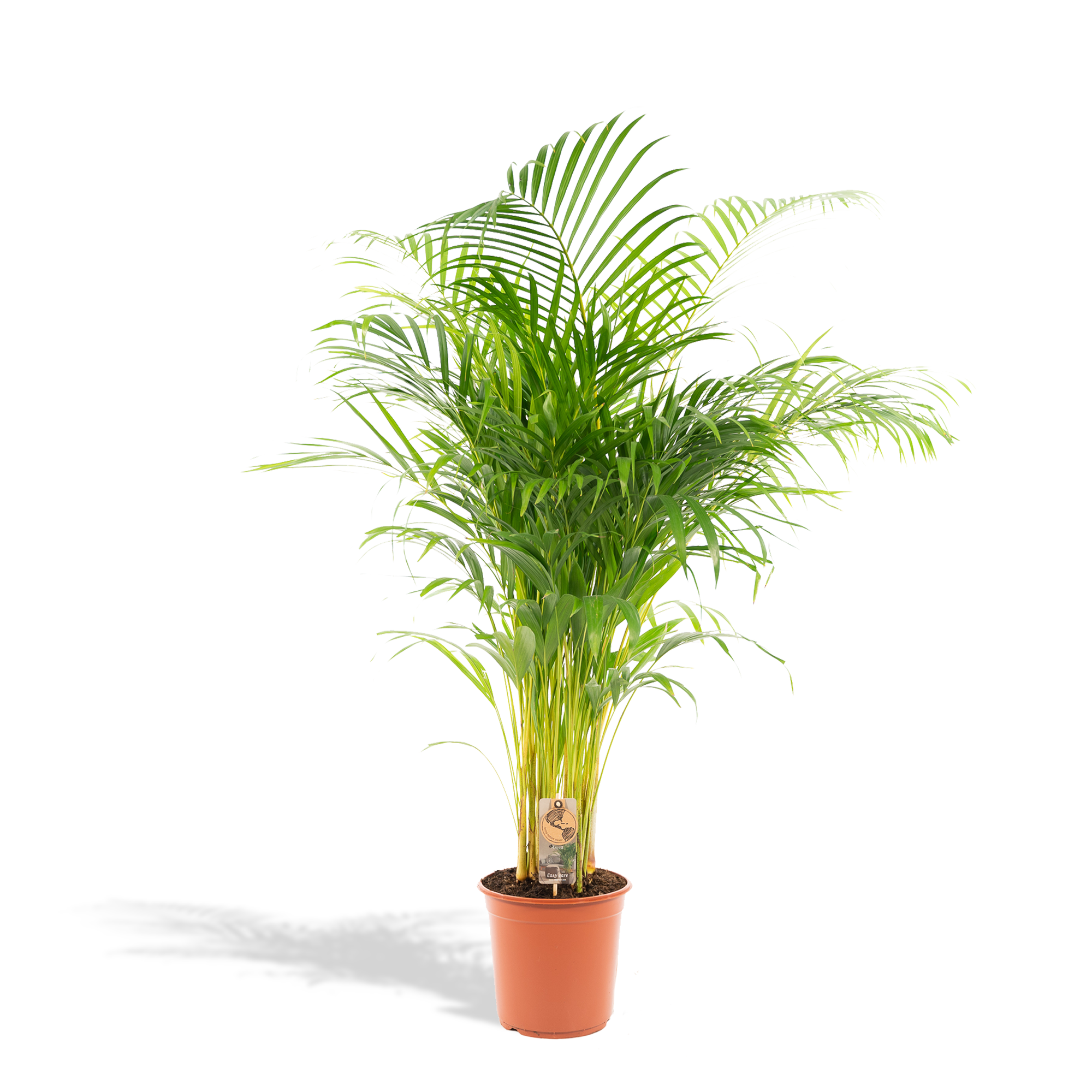 grüne Zimmerpflanze Goldfruchtpalme Areca (Dypsis Lutescens) im Topf