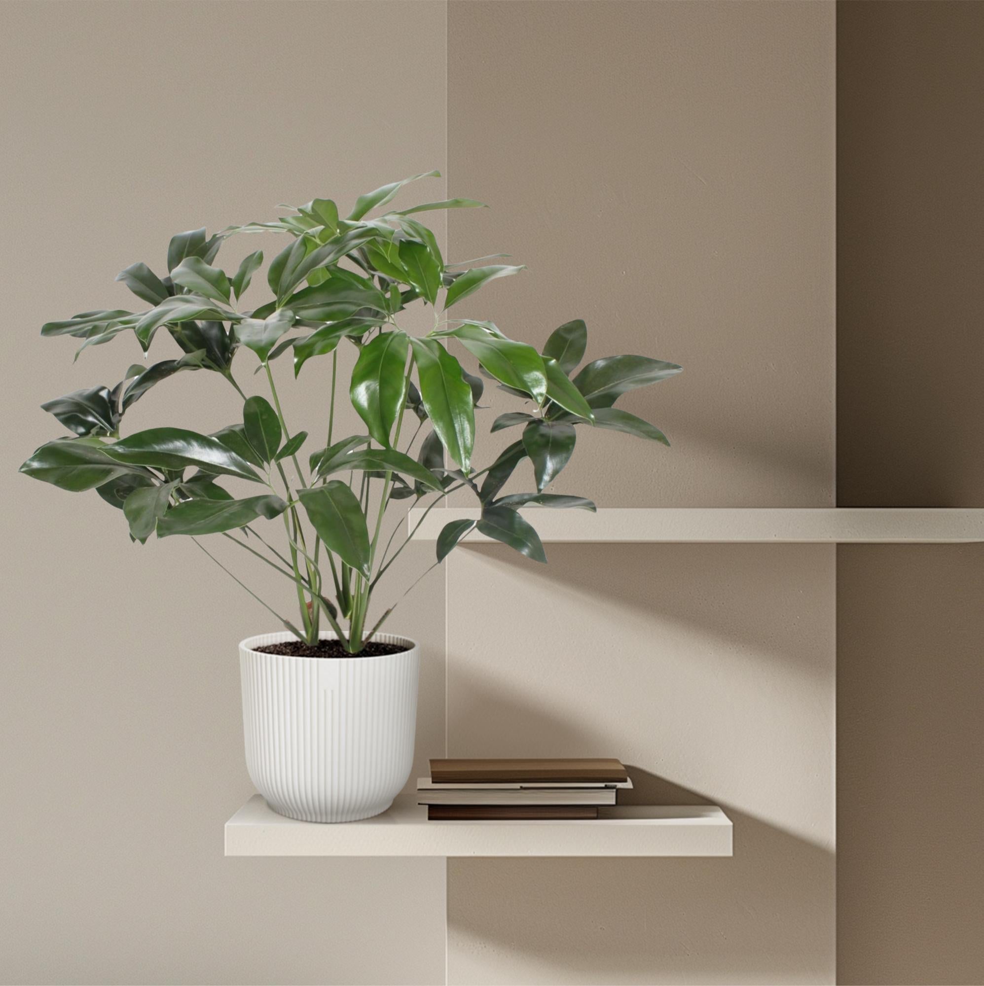 Zimmerpflanze Philodendron Green Wonder auf einem Regal