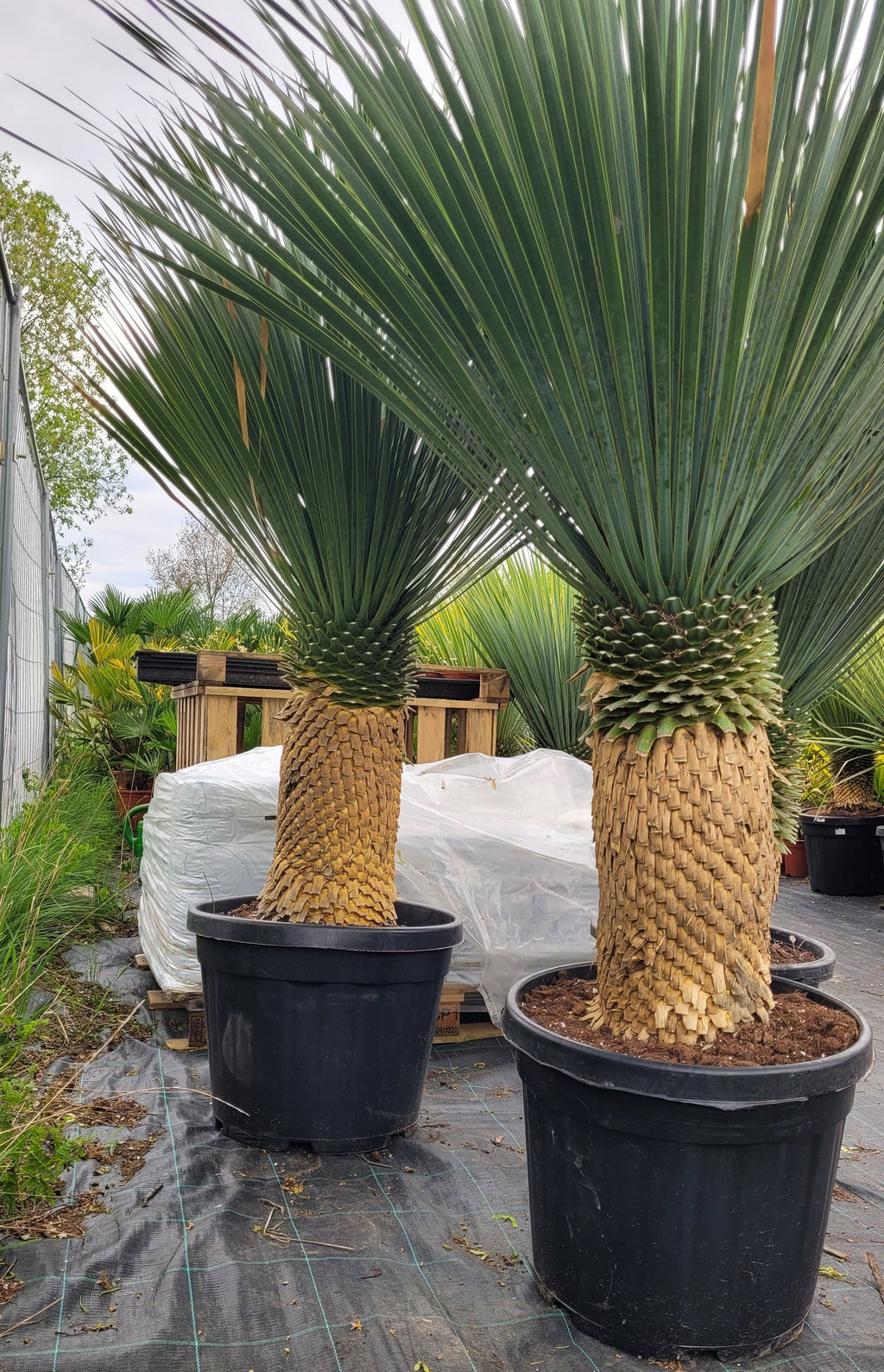 riesige-yucca-rostrata-palme