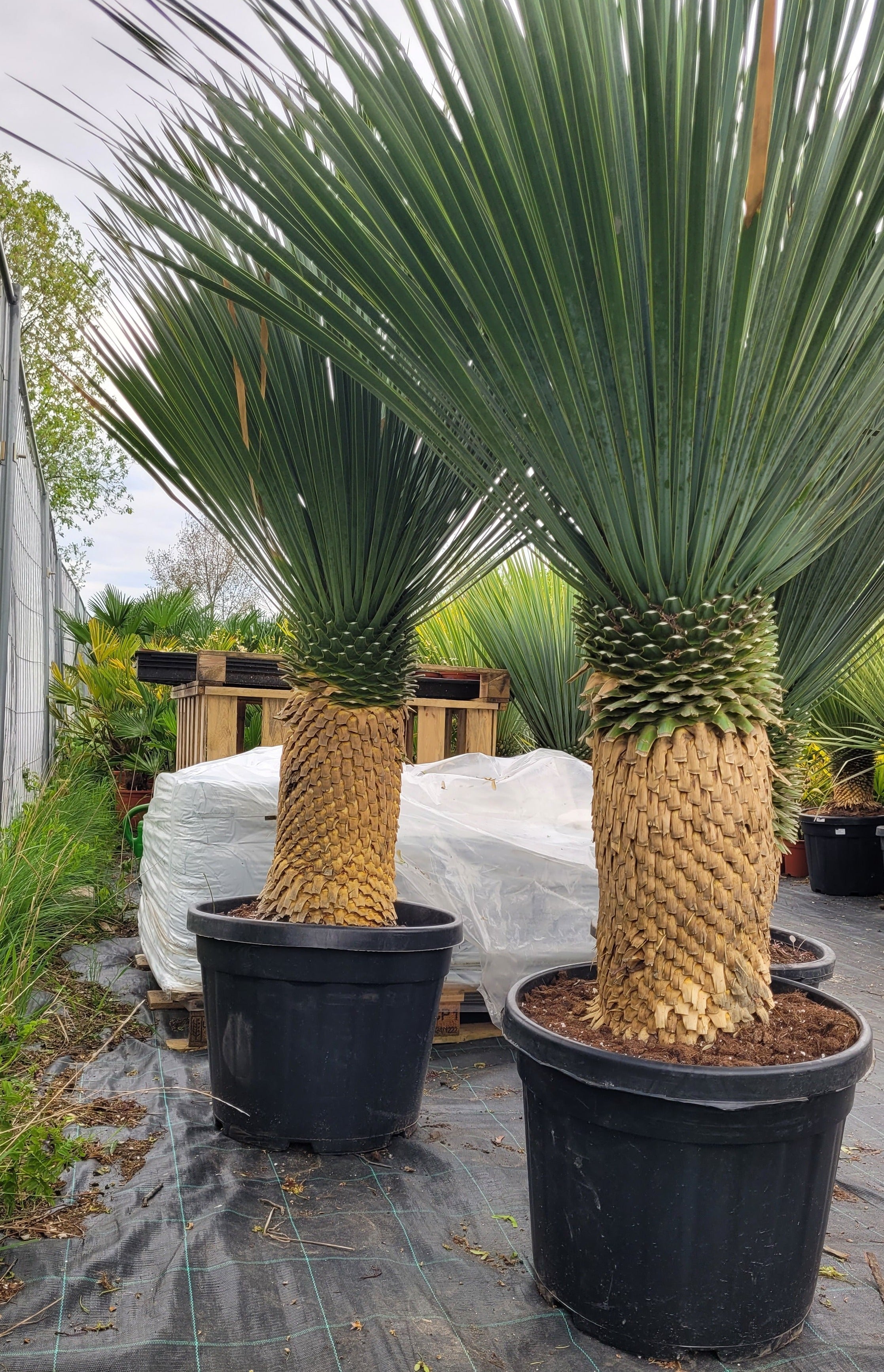 riesige-yucca-rostrata-palme