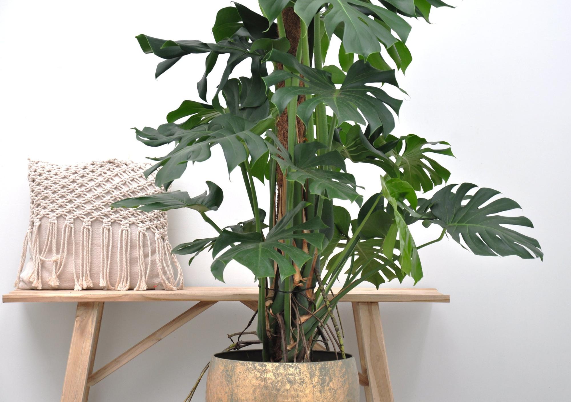 Grüne Zimmerpflanze Fensterblatt Monstera Deliciosa neben einem Tisch