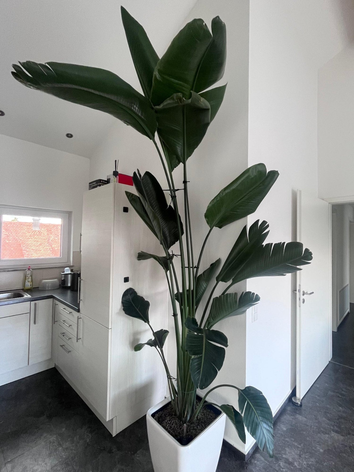 sehr große Paradiesvogelblume Strelitzia Nicolai in einer küche
