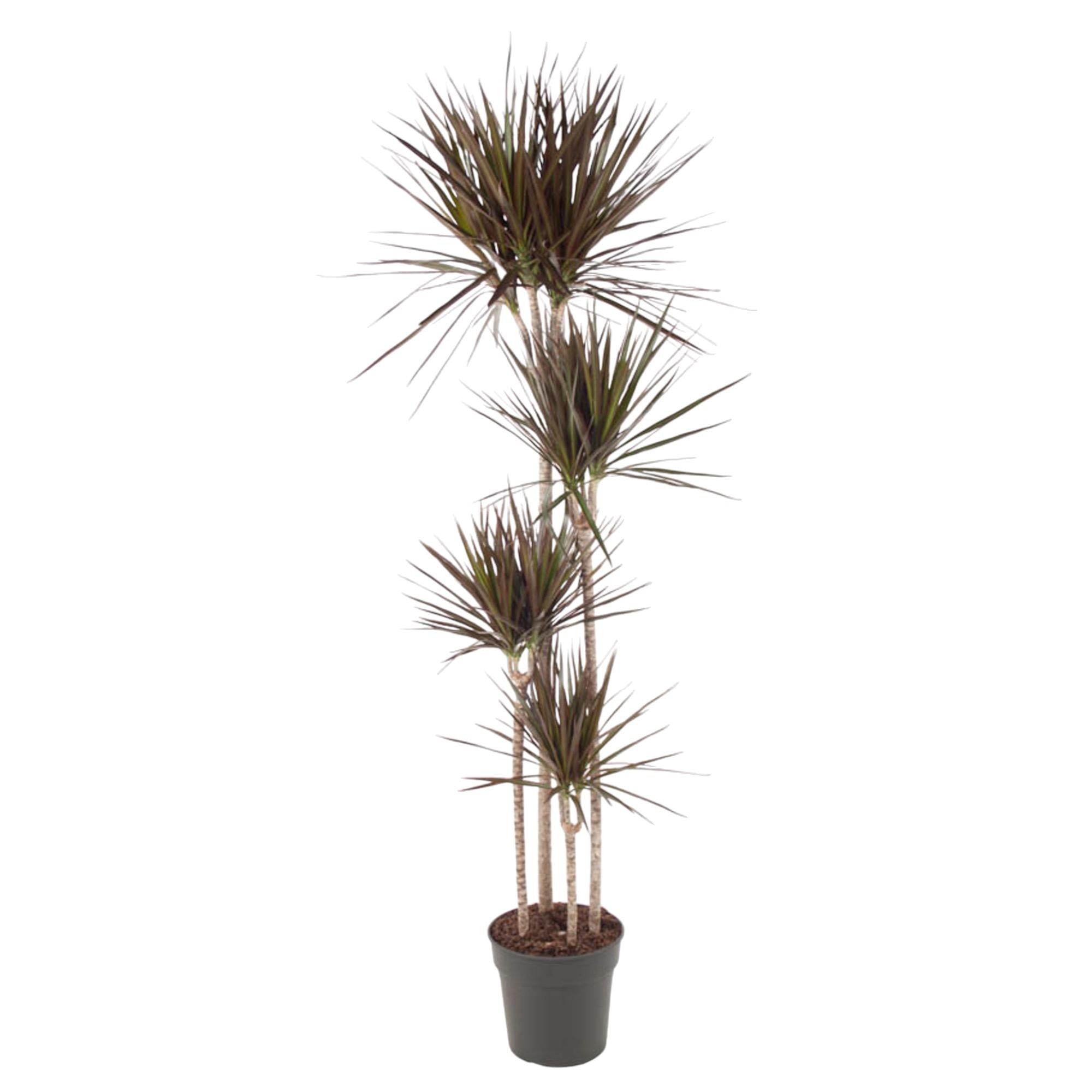 Riesiger Drachenbaum Dracaena marginata 'Magenta' im Zuchttopf
