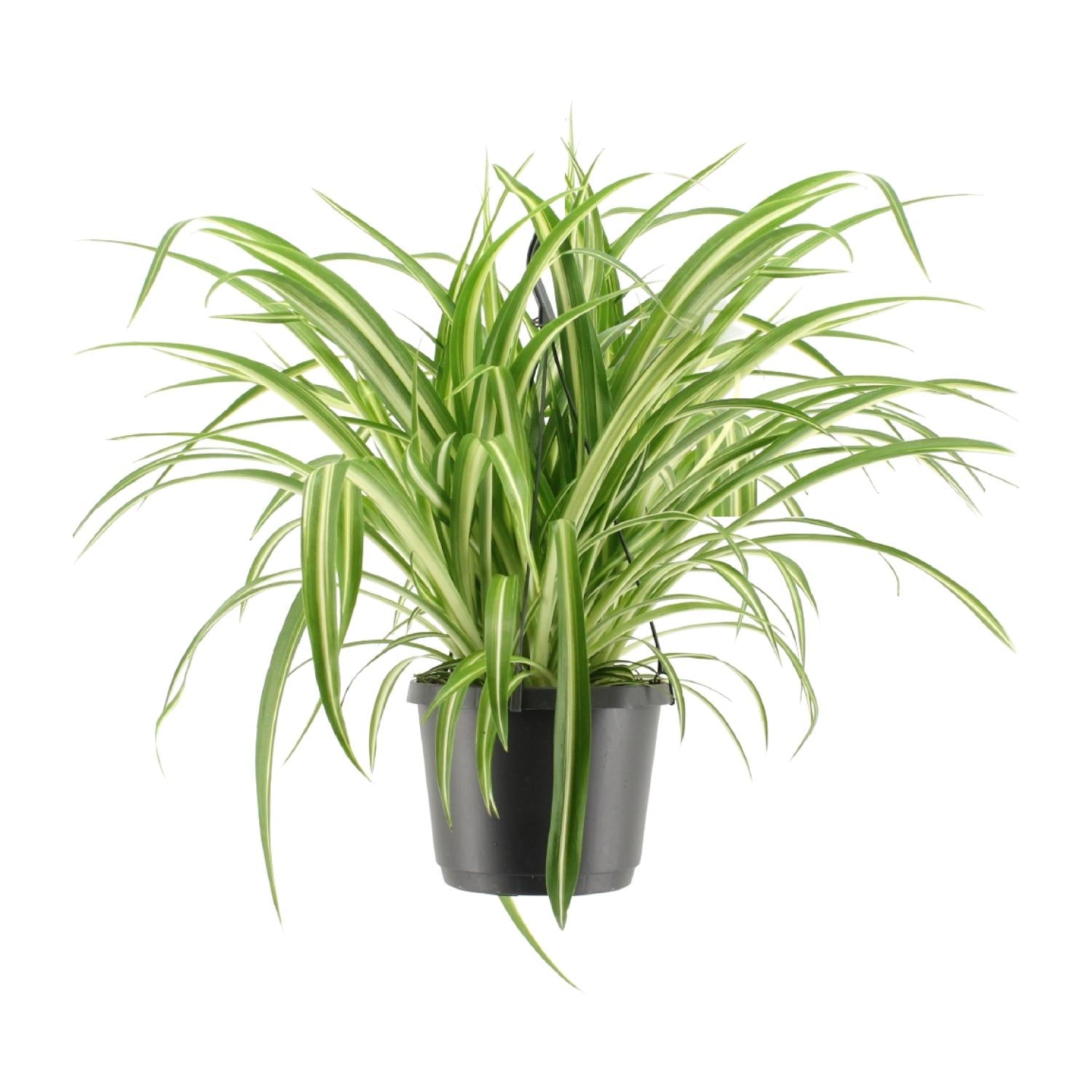 Zimmerpflanze Grünlilie Chlorophytum Comosum Variegatum im Topf