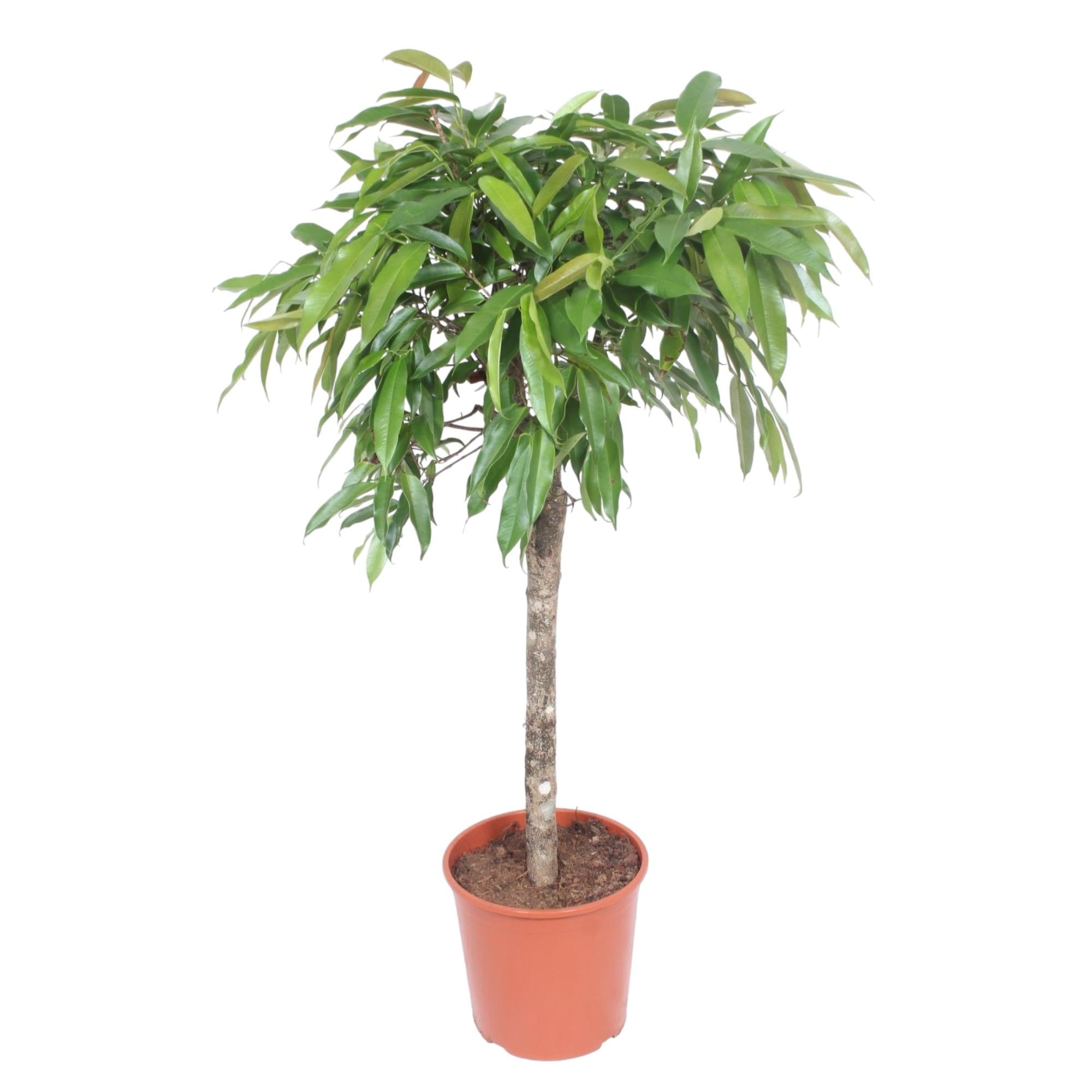 Zimmerpflanze schmalblättrige Gummibaum Ficus Amstel King mit geradem Stamm im Topf
