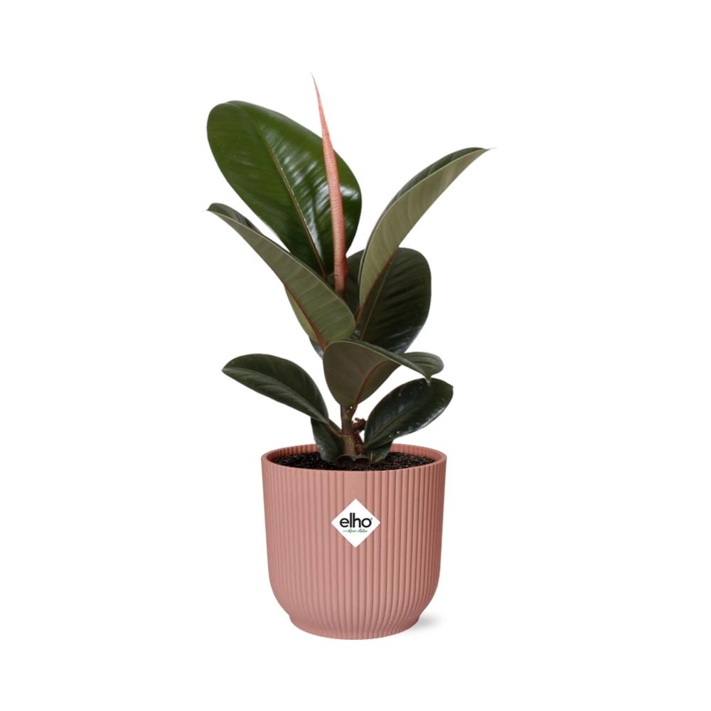 grüne Zimmerpflanze  Gummibaum Ficus Elastica ‘Robusta’ im rosa Elho Topf