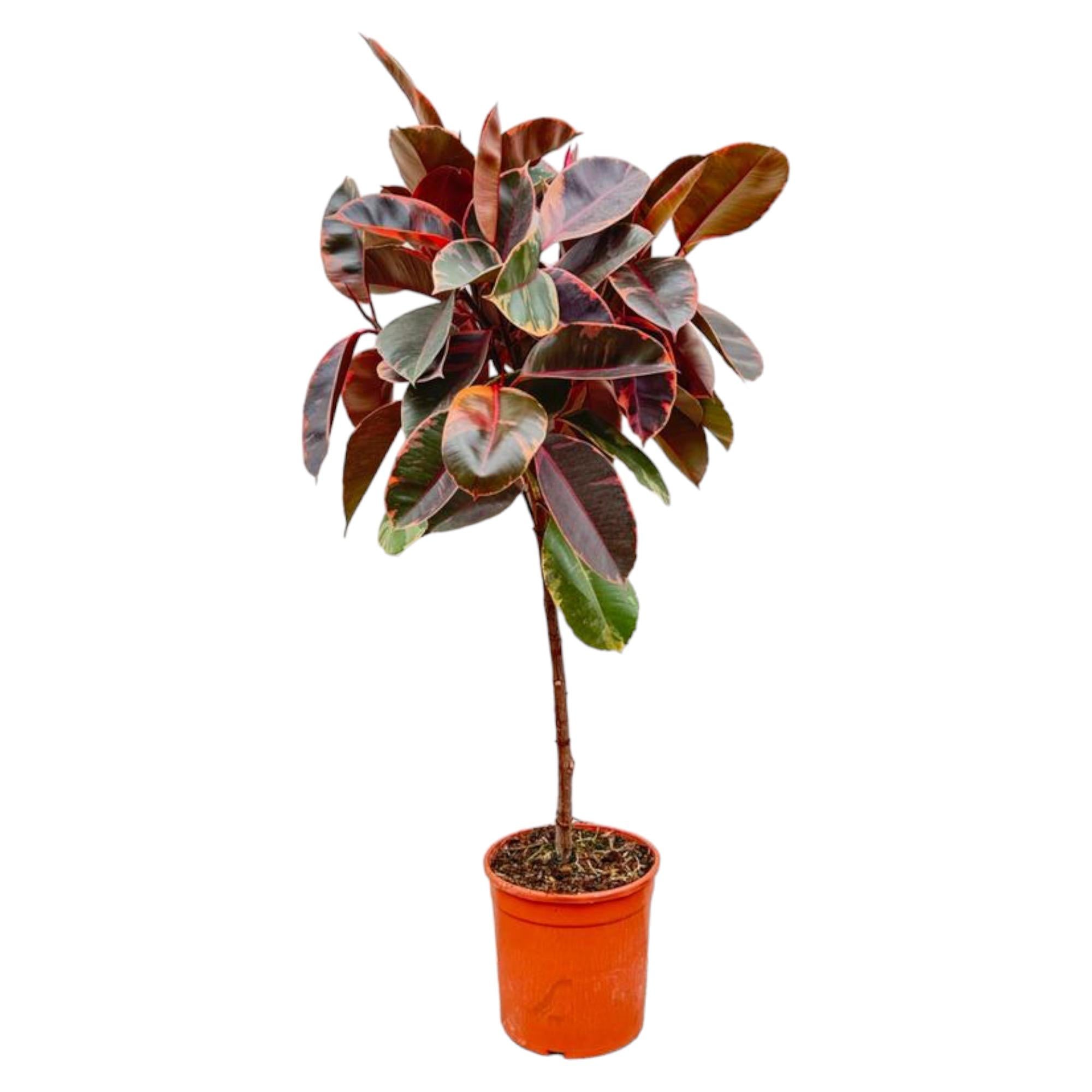 Zimmerpflanze Gummibaum Ficus Elastica im Topf mit bunten Blättern