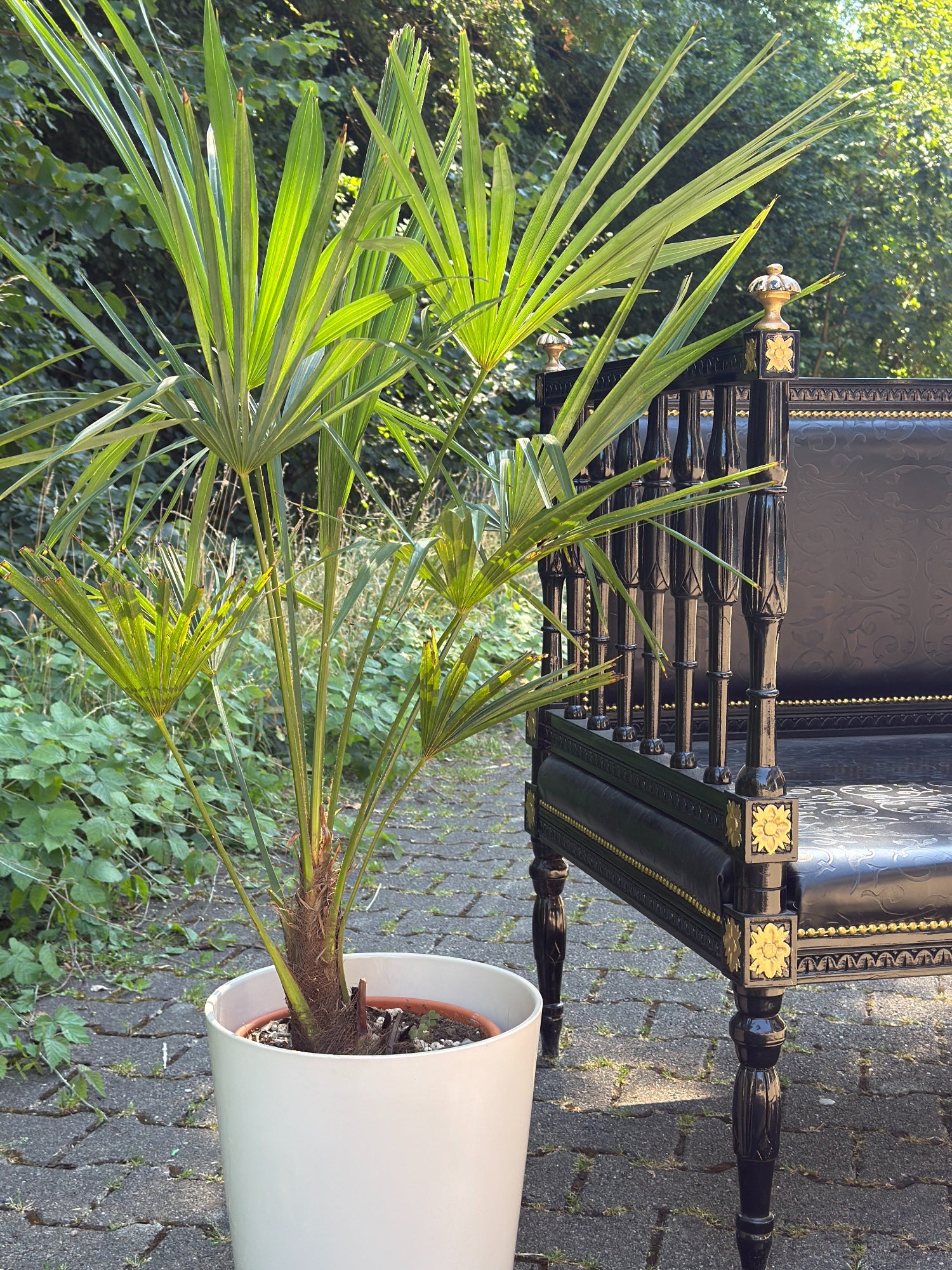 mittelgroße Hanfpalme Trachycarpus Fortunei neben einem Sessel