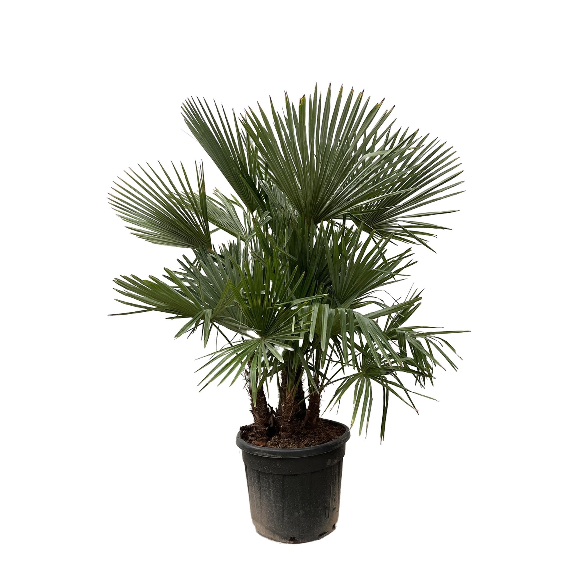 Außenpflanze Hanfpalme Trachycarpus mit mehreren Stämmen im Topf