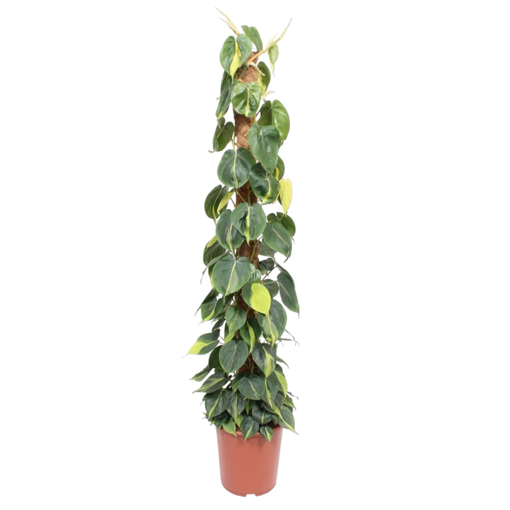grüne Zimmerpflanze Kletter oder Herzblatt-Philodendron Scandens Brasil am Stab im Topf