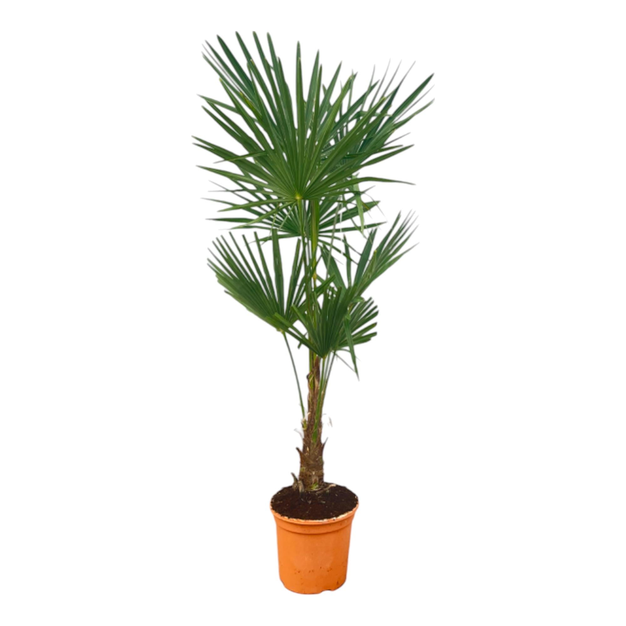  hoch gewachsene Hanfpalme Trachycarpus Fortunei im Topf