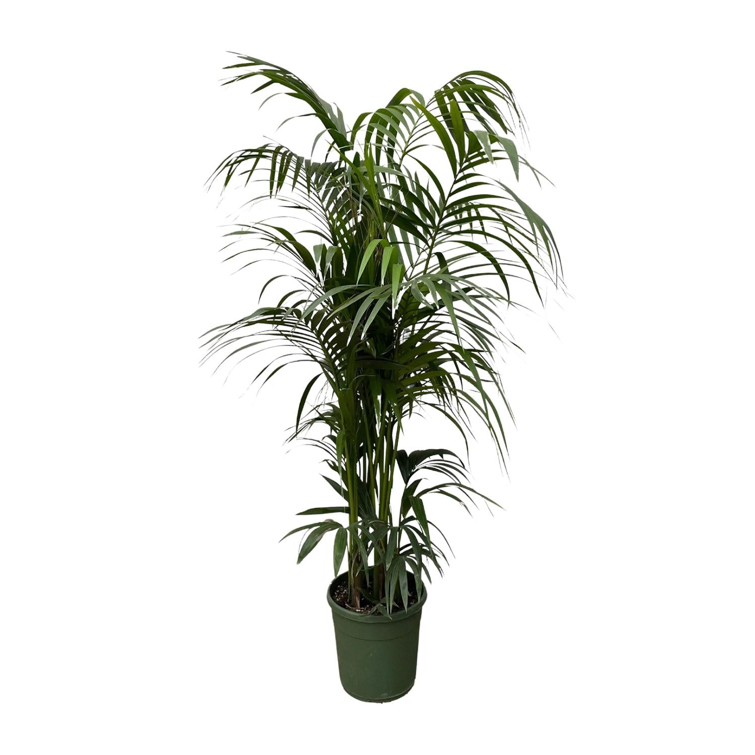 Zimmerpflanze Kentia Palme hoch im Topf
