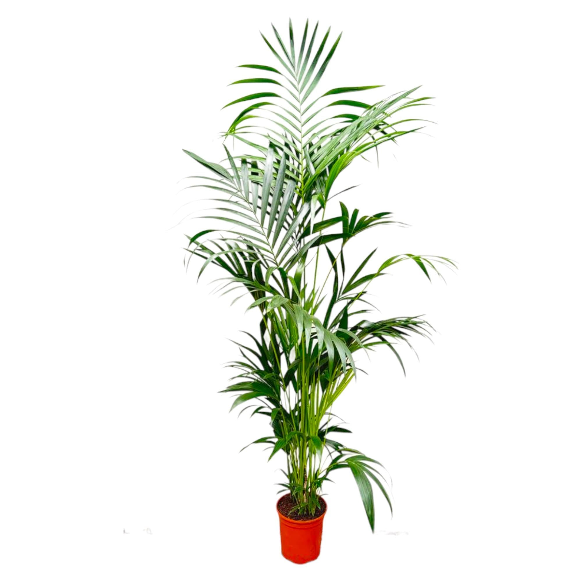 hohe Zimmerpflanze Kentia Palme im Topf
