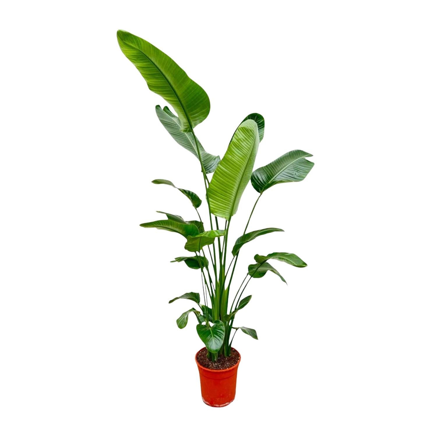 hohe Paradiesvogelblume Strelitzia Nicolai im Topf