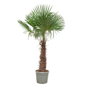 Hanfpalme Trachycarpus Fortunei mit sehr langem Stamm