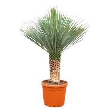 Außenpflanze Blaue Palmlilie Yucca Rostrata mit hohem Stamm im Topf