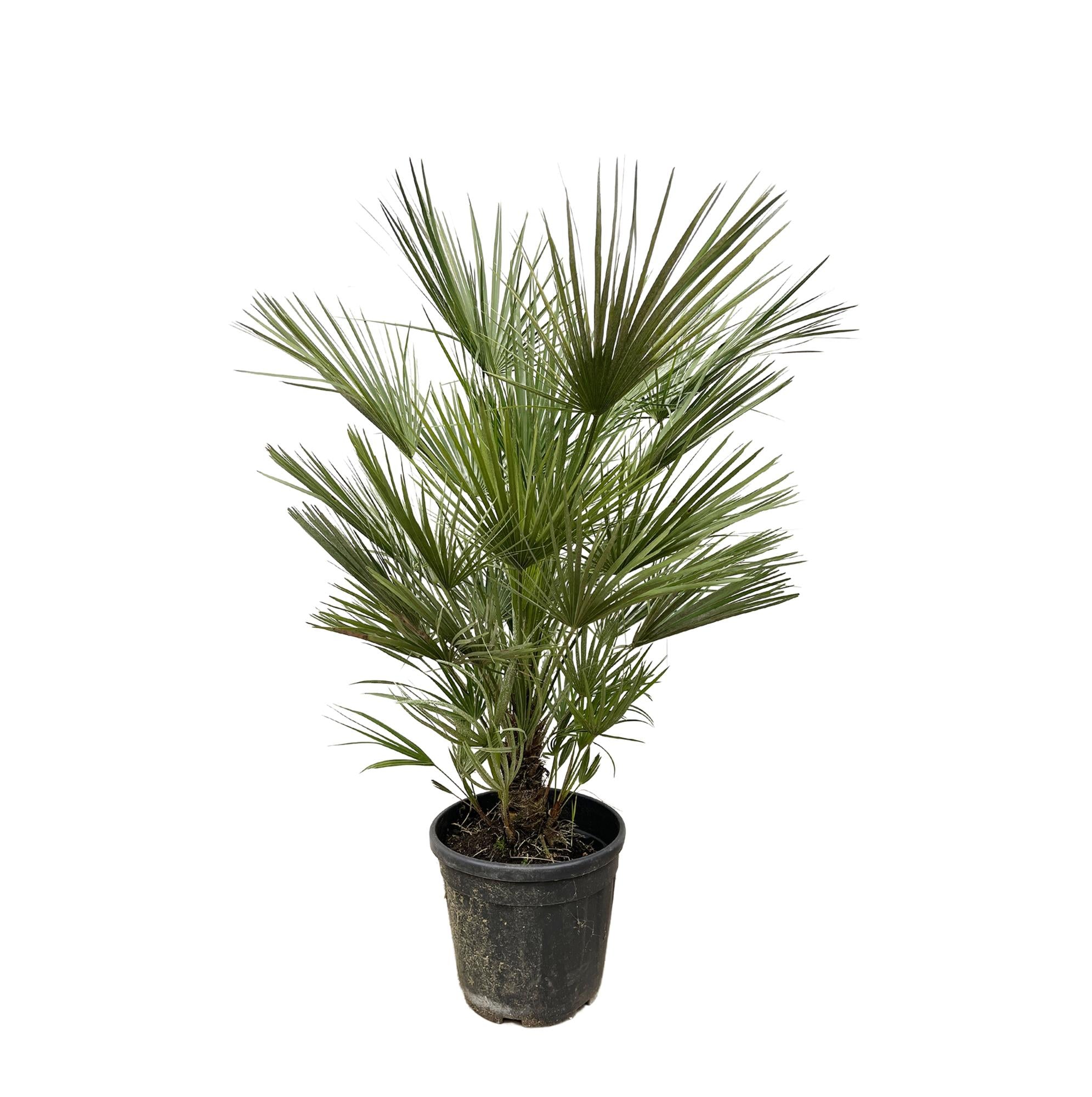buschige Balkon- Terasse- oder Gartenpflanze Zwergpalme Chamaerops Humilis  im Topf