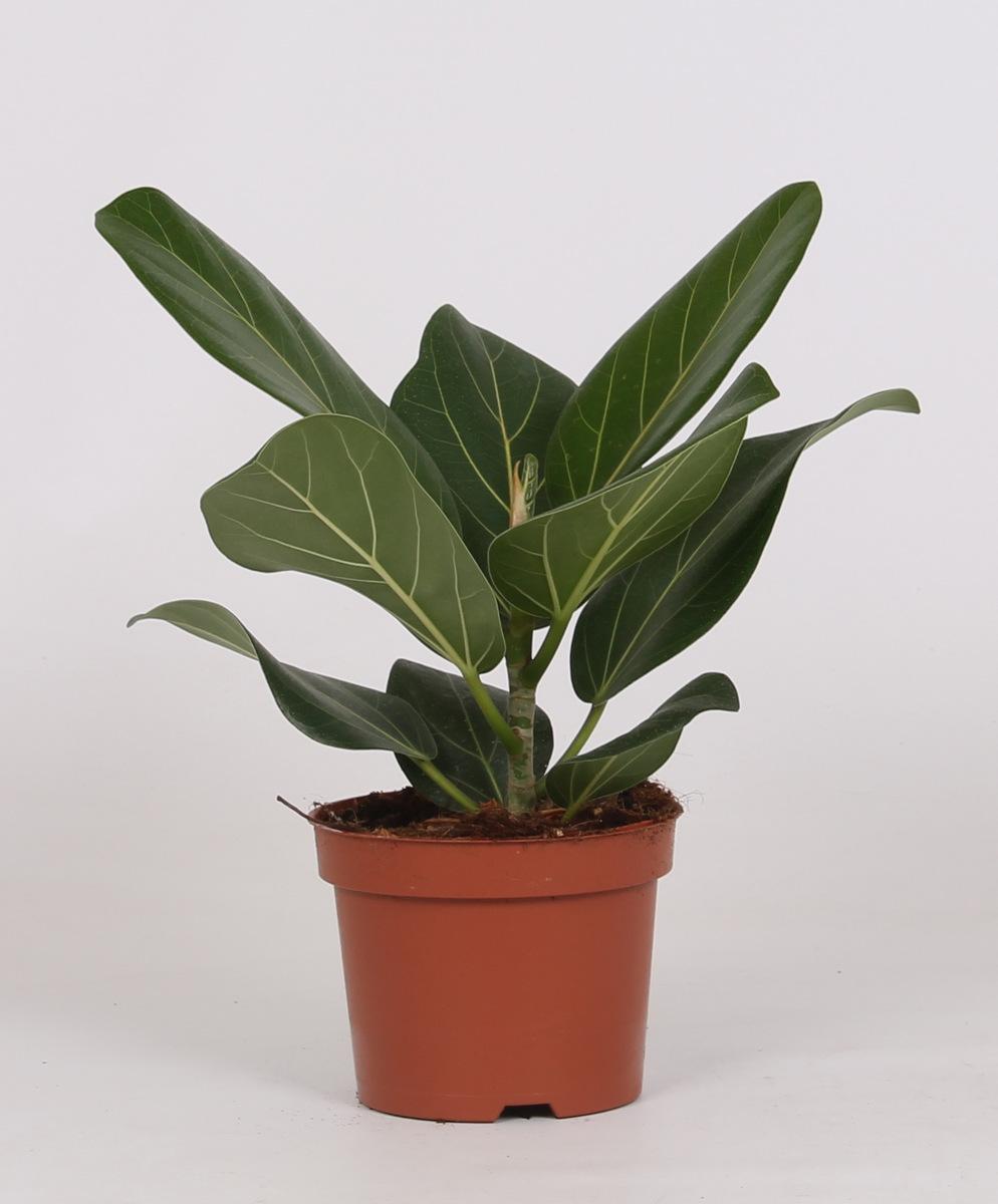 grüne Zimmerpflanze Indische Feige Ficus Bengalensis im Topf