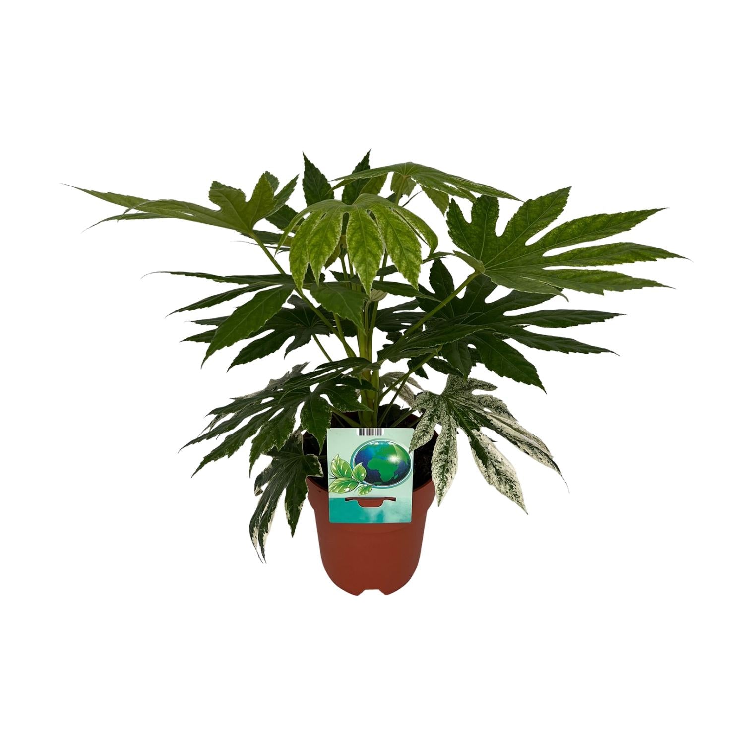 Zimmerpflanze Japanische Aralie Fatsia Japonica Variegata im Topf